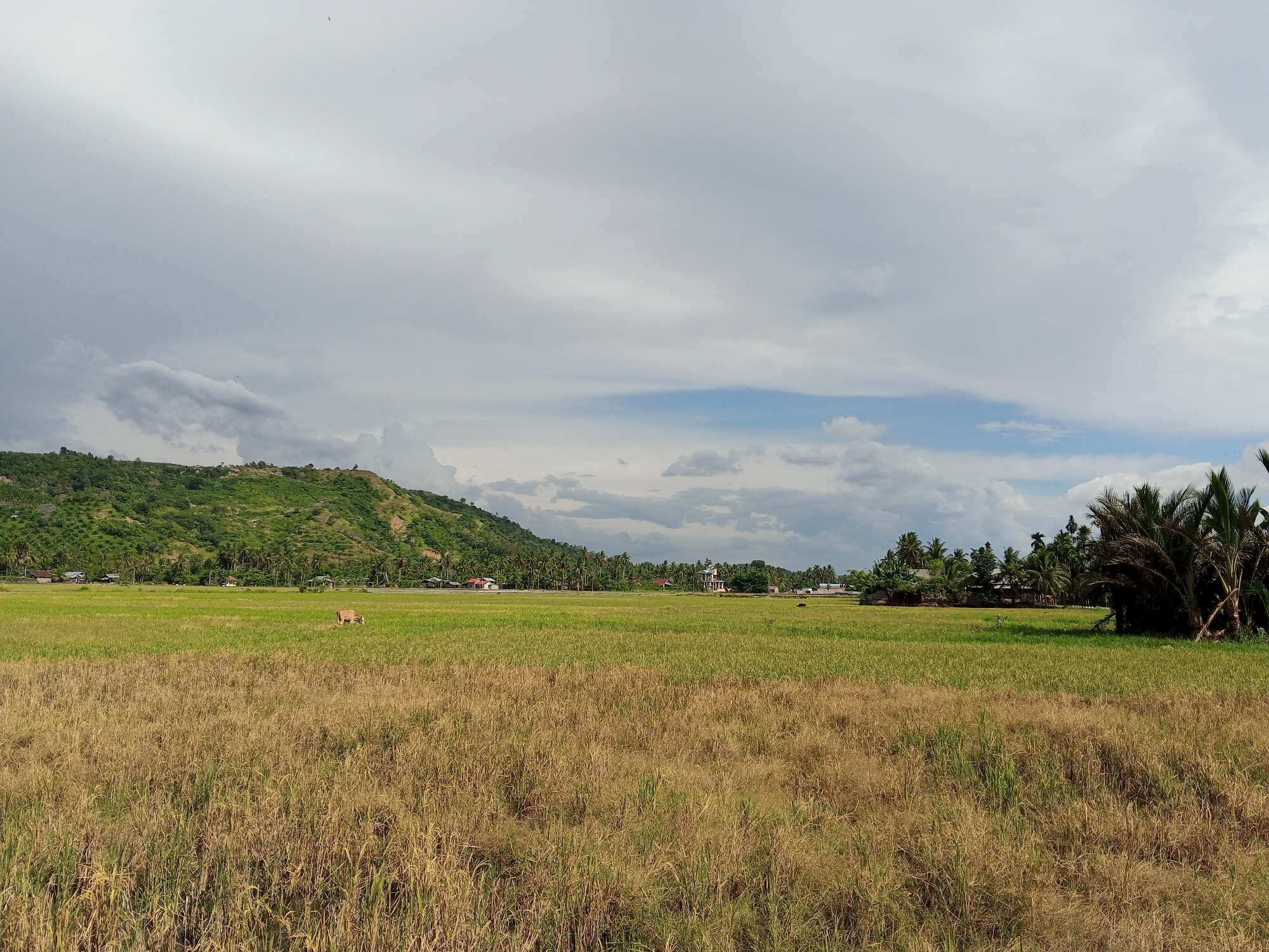 A wide shot captures a rural landscape with a focus on a lush green field, possibly a rice paddy, under a cloudy sky. In the foreground, the field transitions to dry, golden-brown grass, indicating either a change in season or a different crop. A lone cow grazes in the middle ground of the green field.
Beyond the fields, a line of palm trees and other vegetation separates the farmland from a gently sloping, green hill dotted with small houses. The houses appear to be made of wood and tin, typical of rural Indonesian architecture. The sky is a mix of heavy gray clouds and patches of brighter blue, suggesting either an approaching storm or recent rain. The overall impression is one of tranquility and the natural beauty of an agricultural region. The time of day appears to be late afternoon, given the diffused light and the shadows. The location is identified as Julicotmesjid, Indonesia. There is no visible text in the image.