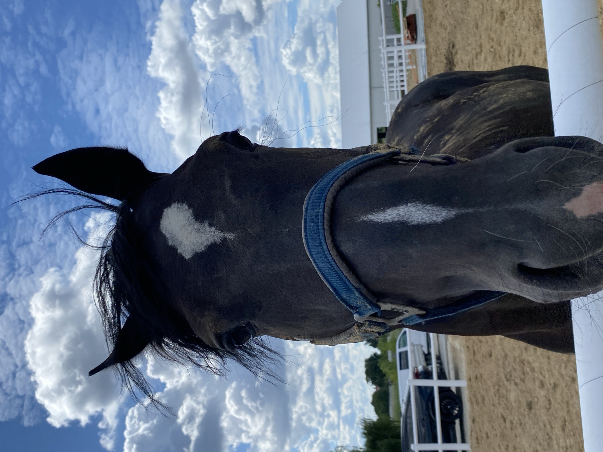 The image is a close-up, low-angle shot of a dark-colored horse's face, wearing a blue halter. The horse has a white diamond marking on its forehead and a white stripe down its nose. Its mane is dark and somewhat disheveled. The background consists of a sandy arena with a white fence, a building with a white roof, and a glimpse of trees and sky with scattered clouds. In the distance, there are cars and a white van visible behind the fence. The lighting suggests it is daytime. The location is identified as Buk, Poland.