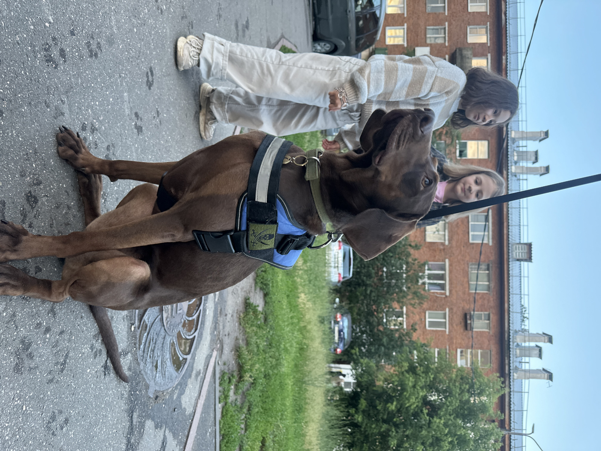 In a city environment, two young females stand near a brown dog on a leash. The dog is wearing a blue vest with patches. The background features a brick apartment building with multiple windows and trees. A few cars are parked in the distance. The scene appears to be outdoors, possibly on a street or sidewalk.