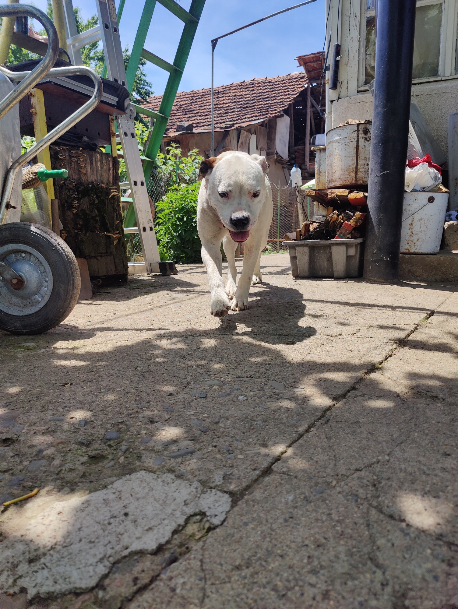 A white dog with brown markings on its head walks towards the camera on a cracked concrete path in a yard. The dog's tongue is slightly out and its mouth is open. To the left of the dog is a wheelbarrow with a silver frame and a black tire. Behind the dog, there is a green ladder leaning against a wooden structure. Further in the background, a dilapidated building with a red tiled roof is visible. To the right of the dog, there is a black pipe, a grey plastic bin filled with firewood, and a white bucket. The scene appears to be outdoors, with dappled sunlight casting shadows on the ground. The location is identified as Borovtsi, Bulgaria.
