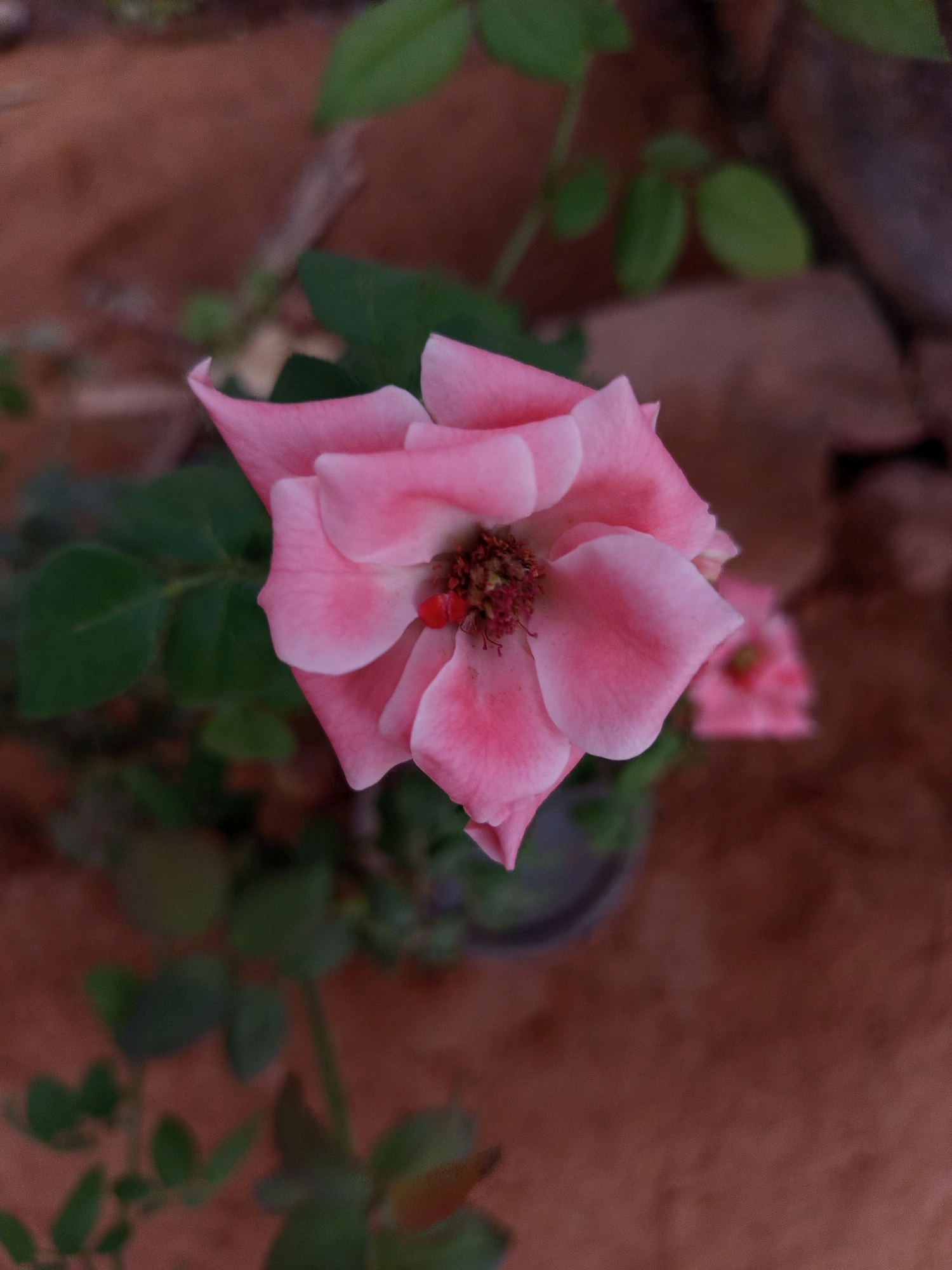 A close-up, slightly angled shot captures a single, pale pink rose in bloom. The rose is the focal point, positioned slightly off-center to the left. Its petals are soft and delicate, with a subtle gradient of color, appearing lighter towards the edges and a deeper pink near the center. The rose's stamen and pistil are visible in the middle, featuring a cluster of brownish-red filaments and a tiny, bright red dot at the very center. Green leaves, slightly out of focus, surround the rose, adding depth to the composition. The background is a blurred expanse of earthy tones, primarily reddish-brown, suggesting a natural or garden setting. A dark, blurry object, possibly a pot or a larger stone, is discernible in the lower left quadrant. The overall lighting is soft, casting gentle shadows and highlighting the texture of the rose petals. The image appears to be taken outdoors.