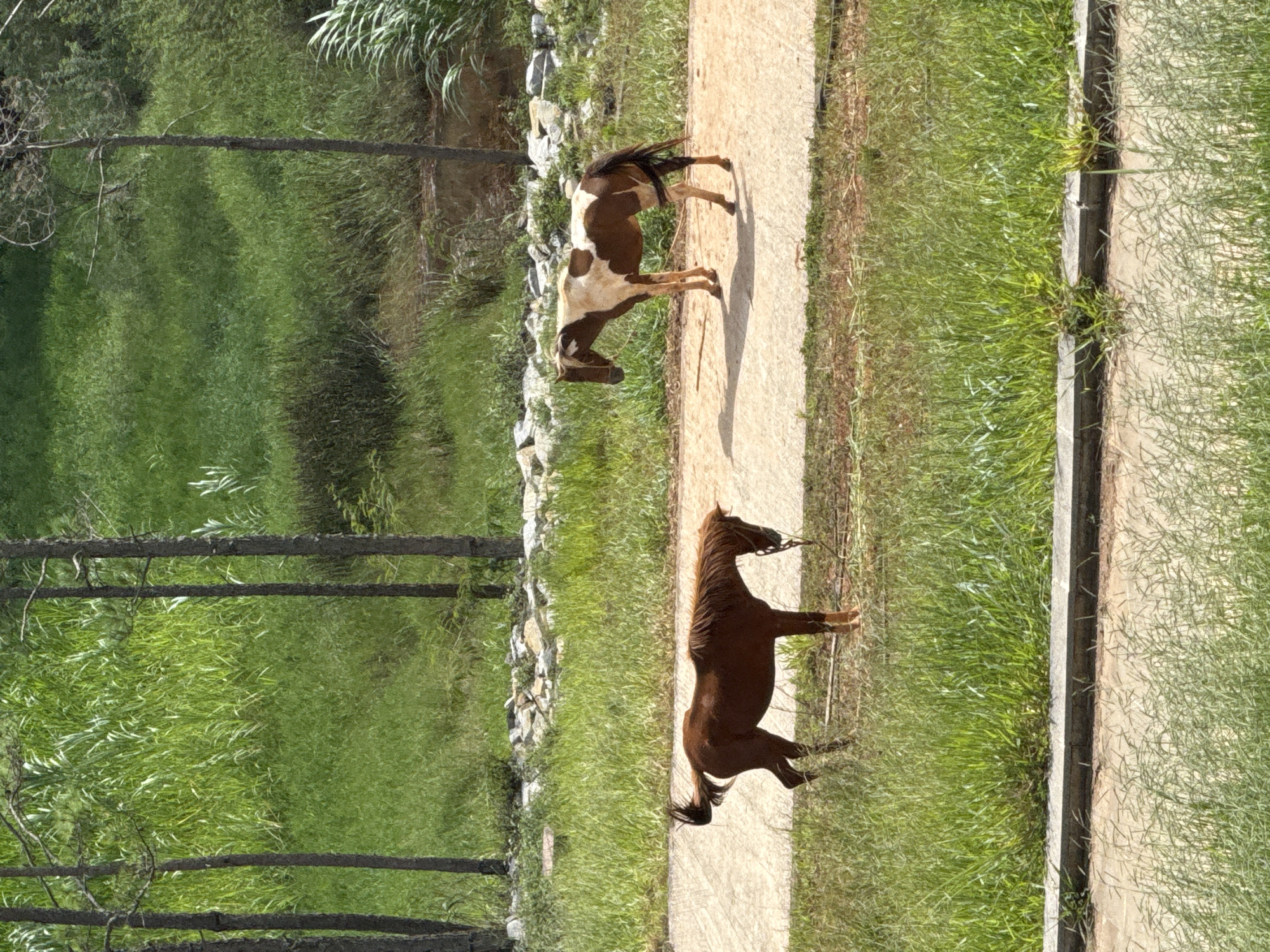 Two horses are standing on a dirt path surrounded by lush green grass. The horse on the left is a solid dark brown and appears to be tethered by a rope. The horse on the right is a pinto, with patches of brown and white. In the background, tall trees with thin trunks are visible, and beyond them, dense green foliage suggests a natural or park-like setting. A low wall of rocks borders a section of the background. The scene is illuminated by bright sunlight, casting shadows on the path. The image is taken from a slightly elevated perspective. The location is the city of Da Lat, Vietnam.