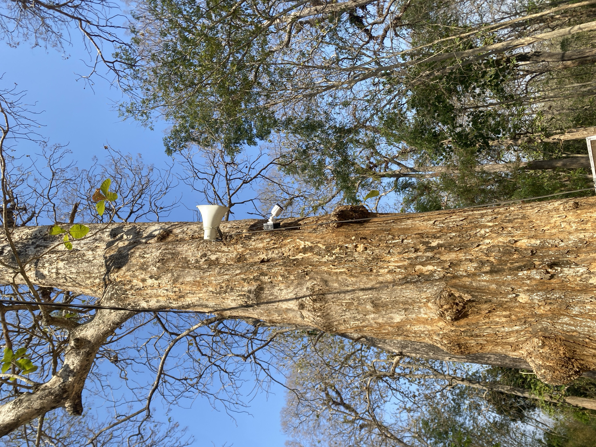In an outdoor scene with a clear blue sky, a large, textured tree trunk dominates the foreground. Two white devices are mounted on the tree: a horn speaker is positioned higher up, and a smaller, white device, possibly a camera, is located below it. Thin, bare branches of the tree extend upwards, interspersed with a few green leaves. In the background, a dense forest of various trees, some with full green foliage and others appearing more bare, stretches out. The overall environment suggests a natural setting within a city, though specific details about the city of Unknown, Unknown are not discernible from the image.