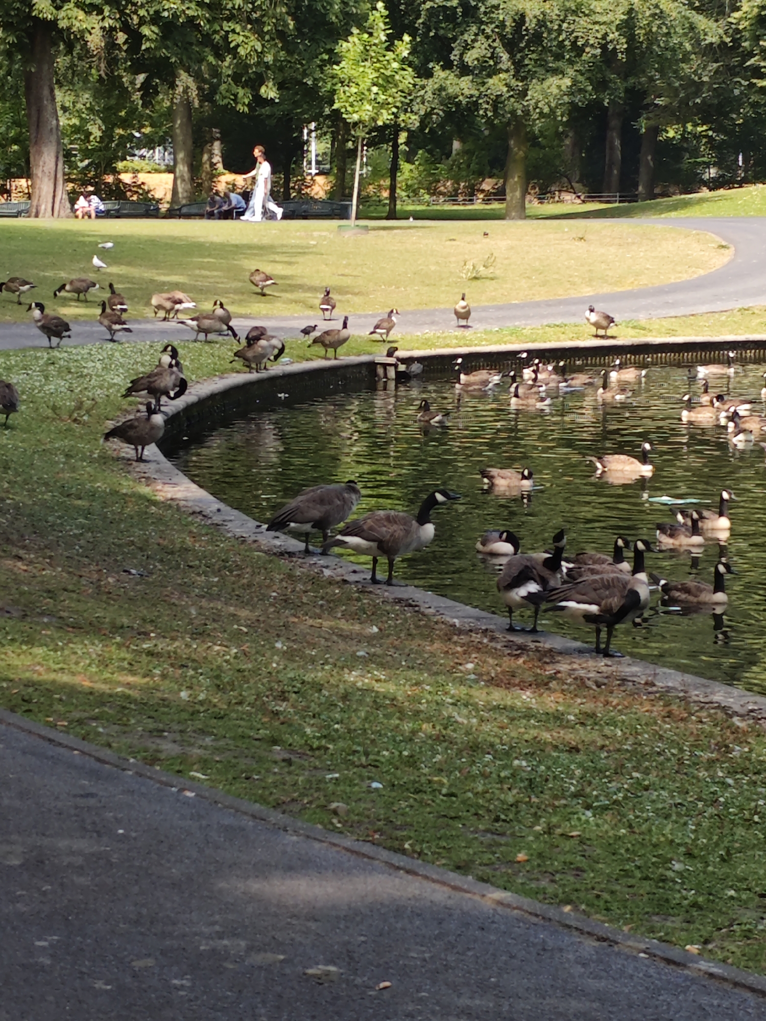 In Breda, Netherlands, this image depicts a serene park scene featuring a pond teeming with Canada geese. Several geese are gathered at the pond's edge, with some in the water and others on the grassy bank. In the background, trees line the park, and a paved path curves through the landscape. A few individuals are visible in the distance, suggesting a public park setting. The overall atmosphere is peaceful, with the natural elements of water, greenery, and wildlife dominating the frame.