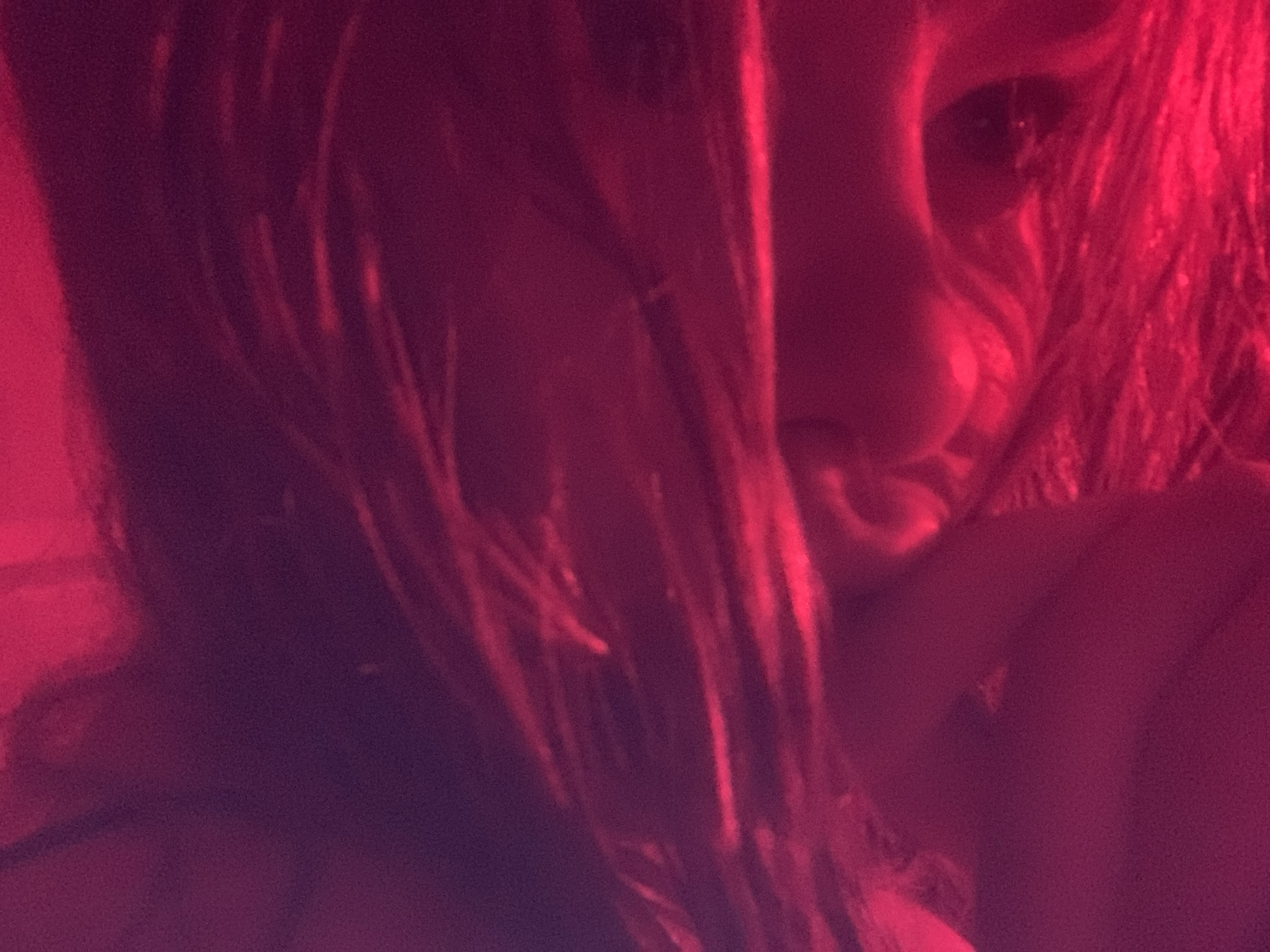 A close-up, intimate portrait of a person, likely female, is captured in a dimly lit setting predominantly illuminated by a strong red light. The subject's face is partially obscured, with long, disheveled hair cascading across the left side of their face and draped across the foreground. One eye, part of the nose, and a hint of the mouth/chin area are visible on the right side of the frame, peering through the strands of hair. The eye appears dark and looks softly towards the viewer. The red lighting casts dramatic shadows and highlights, intensifying the color to deep magenta and purplish tones in darker areas, while bright red streaks illuminate individual hair strands. The overall image has a noticeable grainy texture, characteristic of low-light photography. No specific activity other than being photographed is evident, and the mood conveyed is one of introspection or mystery due to the partial obscuring of the face and the moody lighting. There is no visible text in the image.