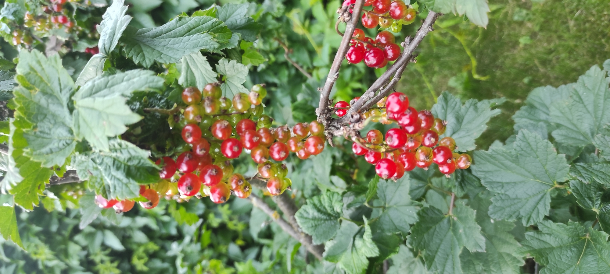 The image shows a close-up of red currants on a bush in the village of Perevoznoye, Russia. The berries are ripe and glistening, with some still tinged with green. They are clustered on thin branches, surrounded by lush green leaves. The background is a soft blur of more greenery and some dappled sunlight, suggesting an outdoor setting in natural light. There is no visible text in the image. The overall impression is one of a healthy, fruitful harvest in a natural environment, likely during a warm season. The focus is entirely on the berries and the plant, evoking a sense of abundance and freshness.