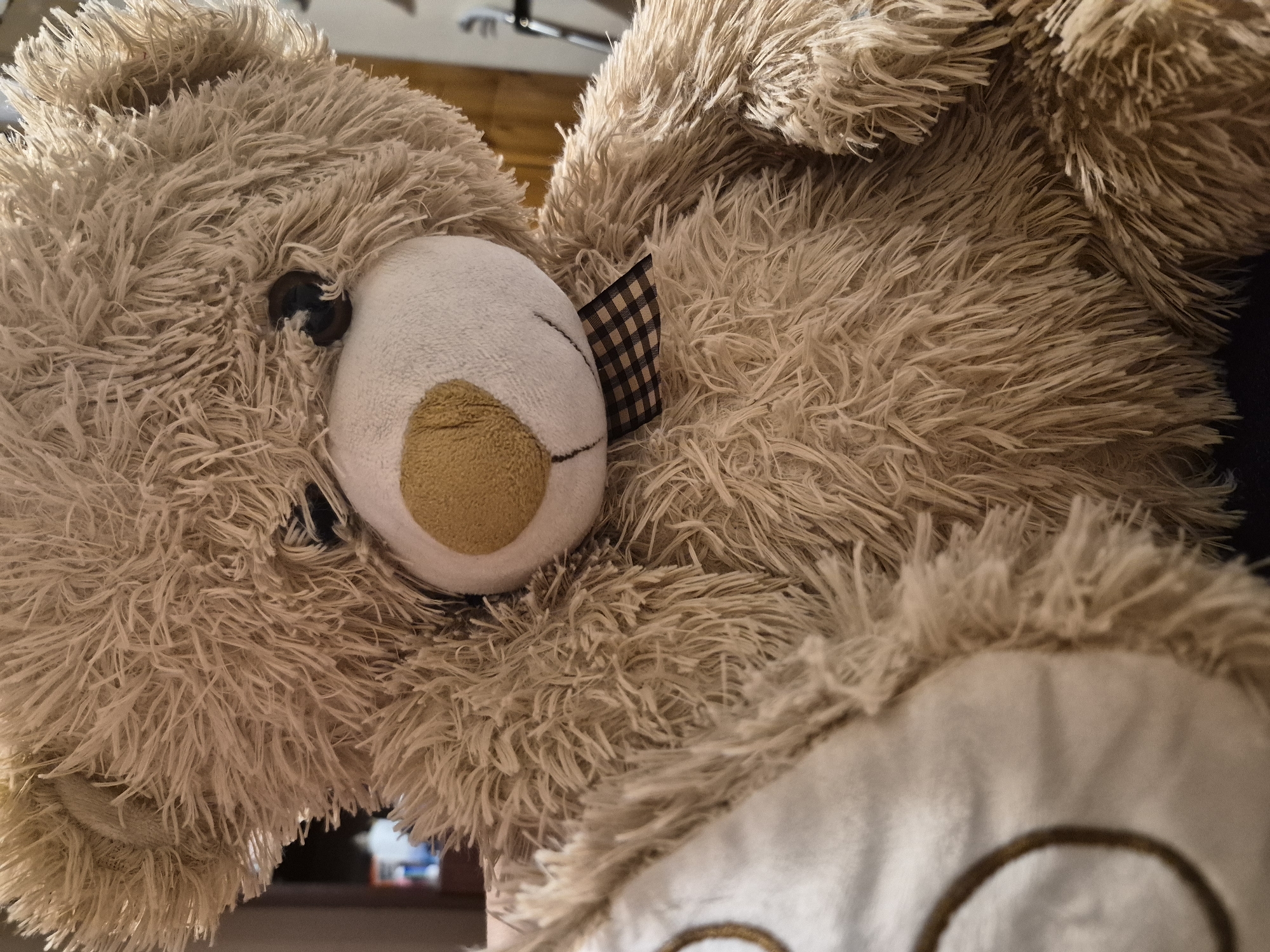 A close-up, eye-level, vertical shot shows a fluffy, light brown teddy bear. The bear is positioned centrally, facing forward, with its head tilted slightly to the left. Its snout is a lighter cream color, with a round, golden-brown nose patch. The bear wears a black and white checkered ribbon around its neck. The background is blurred, suggesting an indoor setting, possibly a home environment, with indistinct furniture and a wall visible. The lighting is soft and natural, highlighting the texture of the bear's fur. The specific location of Sandwell, United Kingdom, cannot be determined from the visual information provided in the image.