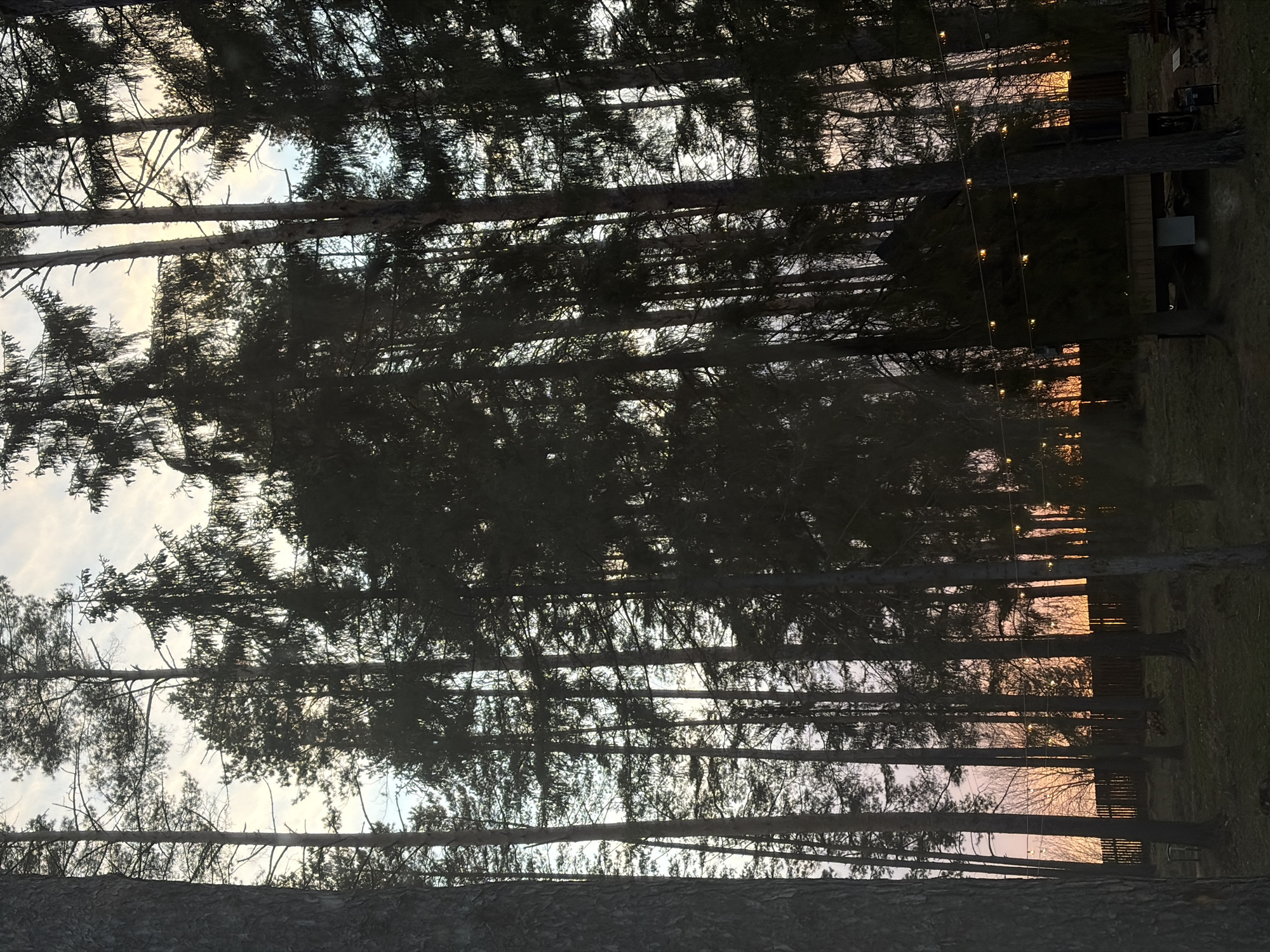This image captures a tranquil scene within a forest, characterized by numerous tall, slender evergreen trees, likely pines. The trees are predominantly silhouetted against the sky, their dark trunks and branches creating strong vertical lines and intricate patterns across the frame.
The sky, visible through the gaps in the foliage, displays a soft gradient of colors indicative of either dusk or dawn. On the left, the sky is a pale blue and white, while towards the right, warmer tones of soft orange and pink are prominent, suggesting the low angle of the sun during sunrise or sunset.
Adding a human element to the natural setting, a string of warm, glowing fairy lights is visible on the right side, strung horizontally between some of the tree trunks. These lights contribute to a cozy and inviting atmosphere. In the background on the far right, beyond the trees, a faint structure, possibly a fence or a small building, can be discerned, along with a patch of grass or ground.
The scene portrays a static moment, emphasizing the peaceful and natural beauty of the forest at a transitional time of day. The location context for this image is Malinovka, Russia. There is no visible text present in the media file.