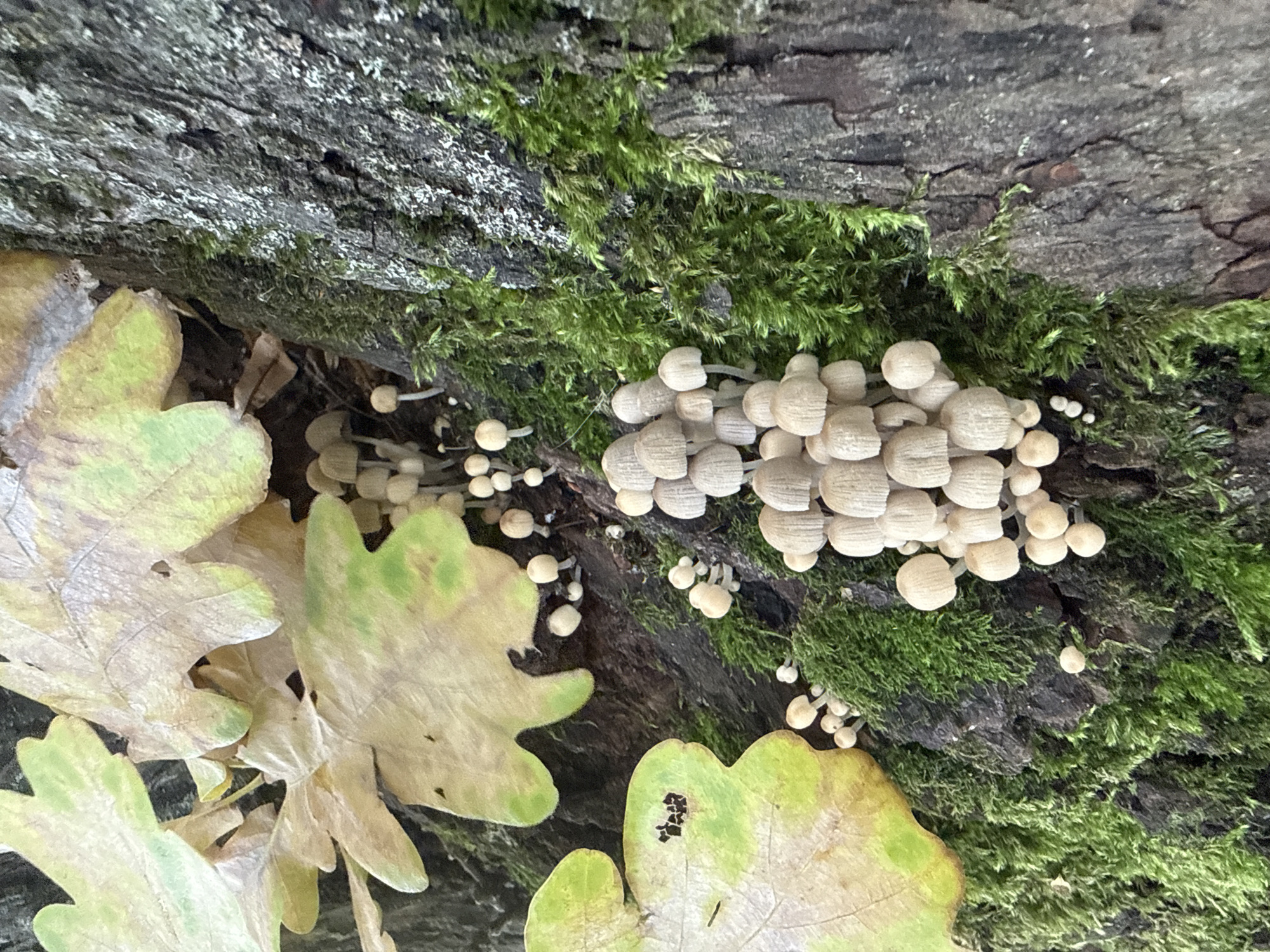 The image displays a close-up view of a cluster of small, pale mushrooms growing on the moss-covered bark of a tree. Fallen autumn leaves, predominantly yellow and green, are scattered around the mushrooms and the tree trunk. The bark itself is rough and textured, with green moss growing in patches along its surface. The lighting suggests an outdoor, natural environment, possibly in a forest or park setting. The specific location of Rusanovo, Russia is not visually identifiable from the image.