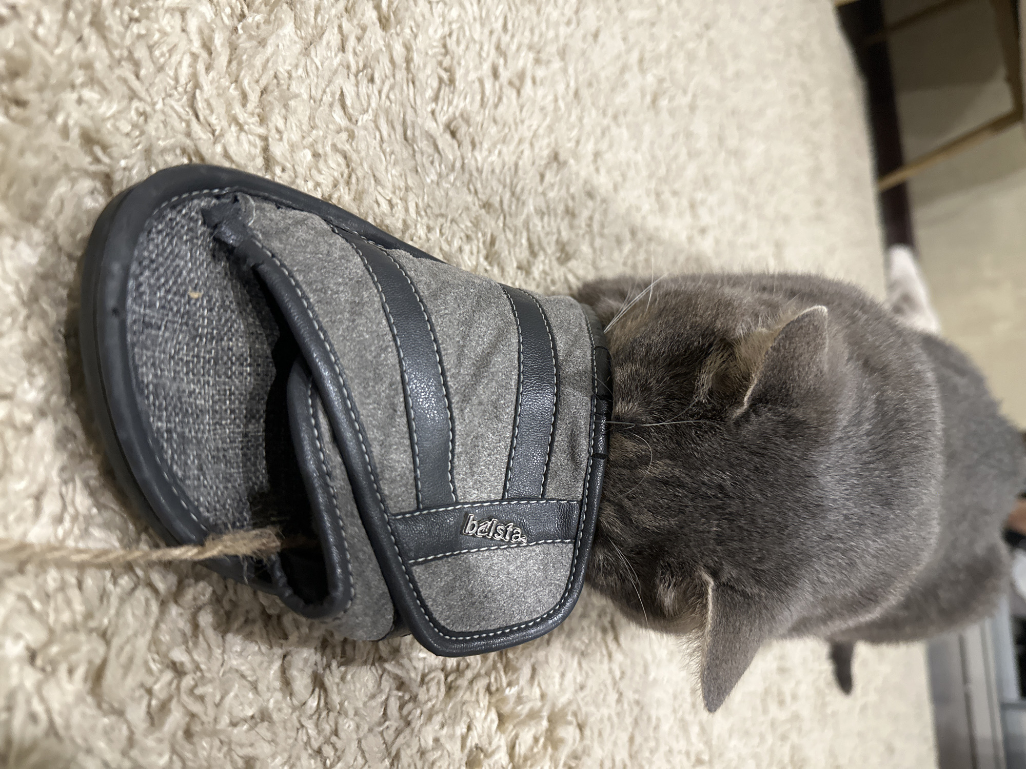 An adult gray cat is sniffing a gray slipper on a beige shag carpet. The cat's head is lowered, partially obscuring the front of the slipper, and its whiskers are visible. The slipper is made of a textured gray fabric with darker gray trim and stitching. A small metal logo that appears to say "balsia" is attached to the strap of the slipper. A thin, tan string or thread protrudes from the side of the slipper. The background is softly blurred, showing what appears to be furniture and a wall. The scene is indoors.