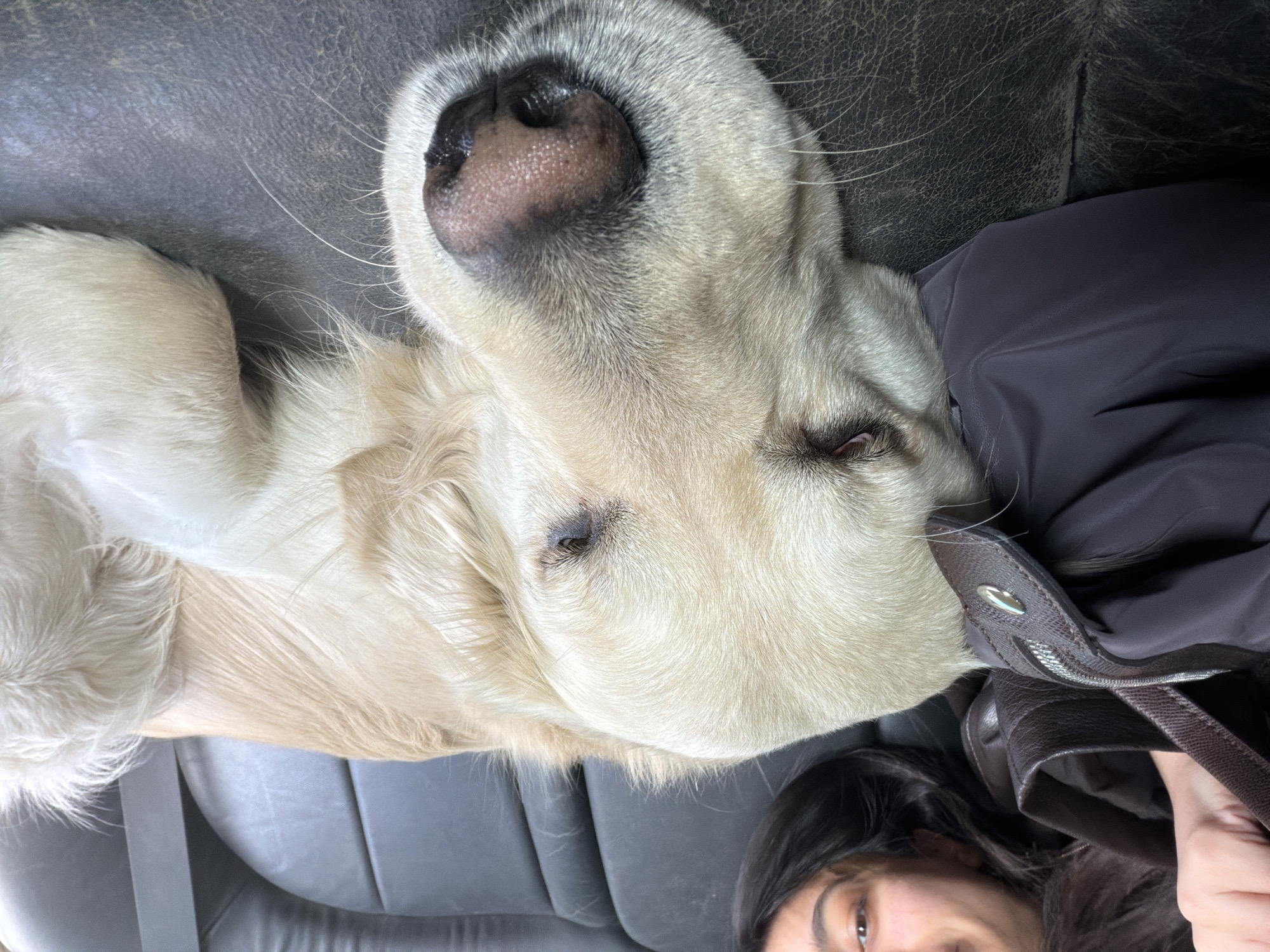 The image depicts a golden retriever lying on a dark leather surface, presumably a car seat, with a person's face visible in the lower right corner of the frame. The dog's head is positioned at the top center, with its nose prominently displayed. Part of a brown bag or coat is visible between the dog and the person. The location, Yerevan, Armenia, cannot be determined from the visual content of the image.