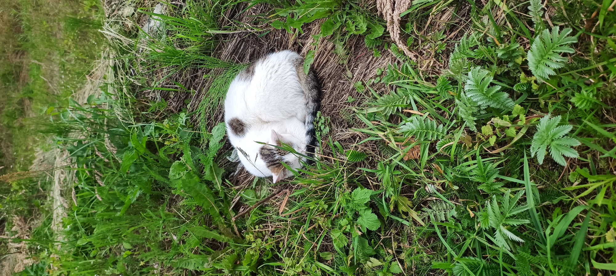 A calico cat is curled up asleep in the grass. The cat is primarily white with patches of brown and black fur. Its head is tucked into its body, and its tail is wrapped around it. The cat is lying on a bed of dry grass and leaves, surrounded by lush green vegetation. The background is blurred, but appears to be more grass and possibly some dirt or mulch. The lighting suggests it is daytime, with the sun providing soft illumination. The environment is natural and outdoors, with no signs of human habitation or urban elements.