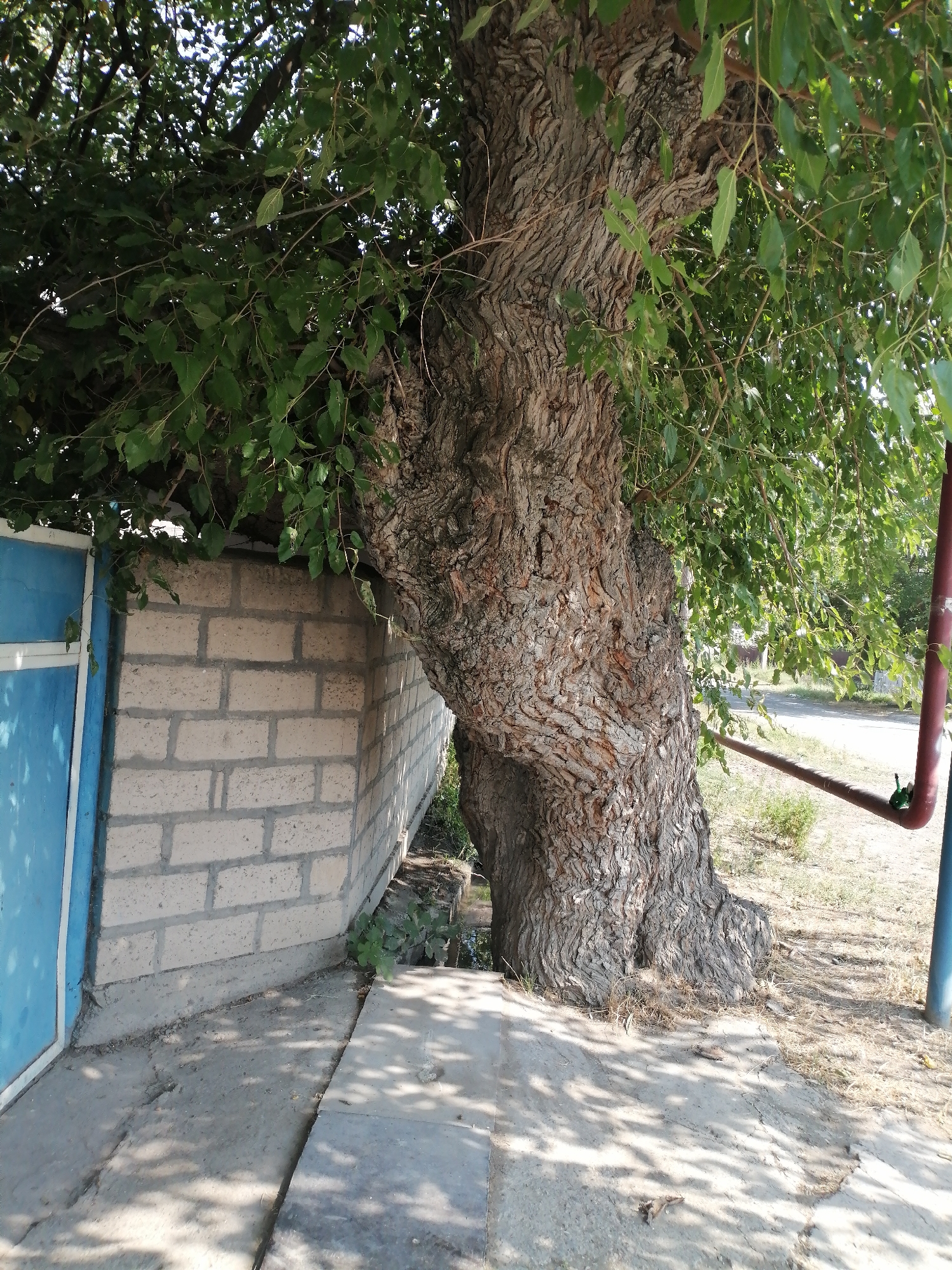 The image depicts a large, mature tree with a thick, gnarled trunk situated next to a light-colored brick wall and a blue door. The tree's branches, covered in green leaves, overhang the wall. A concrete pathway runs alongside the wall and the tree. In the background, a road is visible, along with dry grass and a red pipe. The scene appears to be an outdoor setting in the city of Kalinino, Georgia, possibly a yard or the side of a building. There are no people or animals present. The lighting suggests it is daytime, with shadows cast by the tree's foliage on the ground.