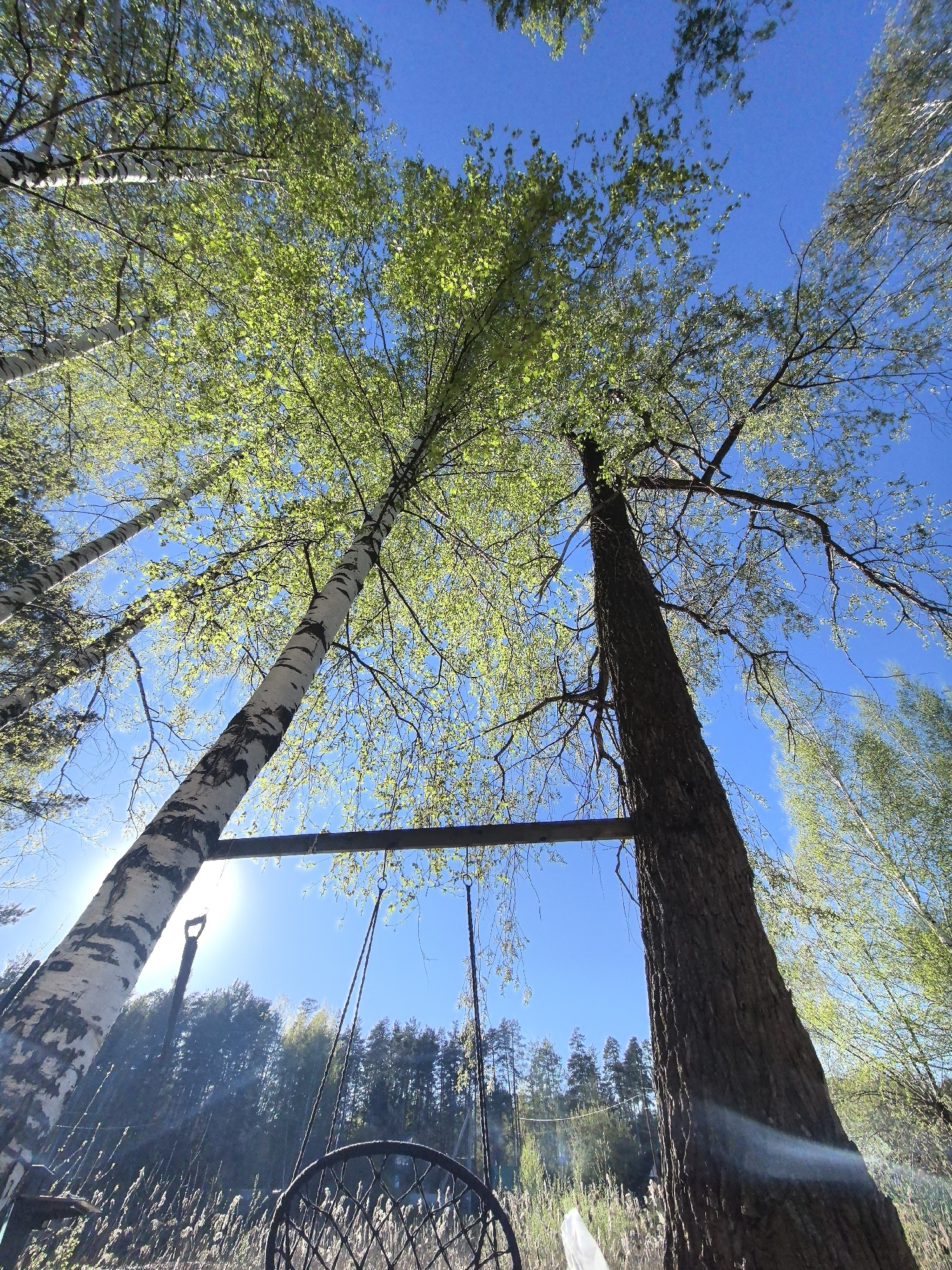 The image shows a low-angle shot of trees and a swing set, taken outdoors under a bright blue sky. The trees appear to be in a forested area, with visible green foliage and branches. A wooden beam spans two trees, forming part of a swing set, with a chair swing visible in the foreground. The area around the trees appears to be overgrown with tall grass and reeds. The location may be in or near Noviy, Russia, as specified, but there's no specific visual information in the image to verify this location.