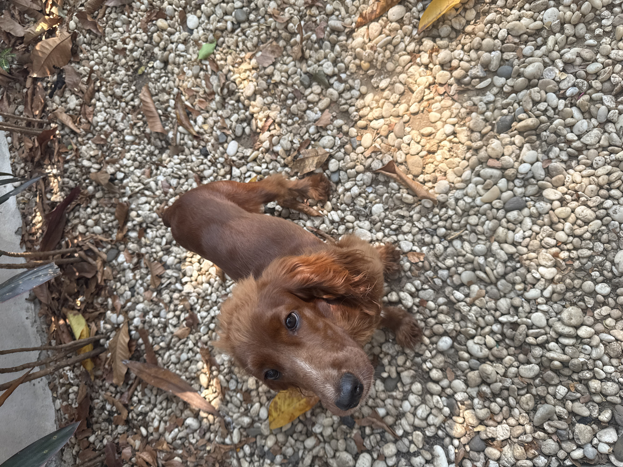 A brown Irish Setter puppy lies on a bed of small, light-colored pebbles. The puppy is facing the camera and appears to be looking up. To the left, foliage and some dead leaves are scattered. The location appears to be an outdoor area in Chang Phueak, Thailand, as per provided information. No people are visible.