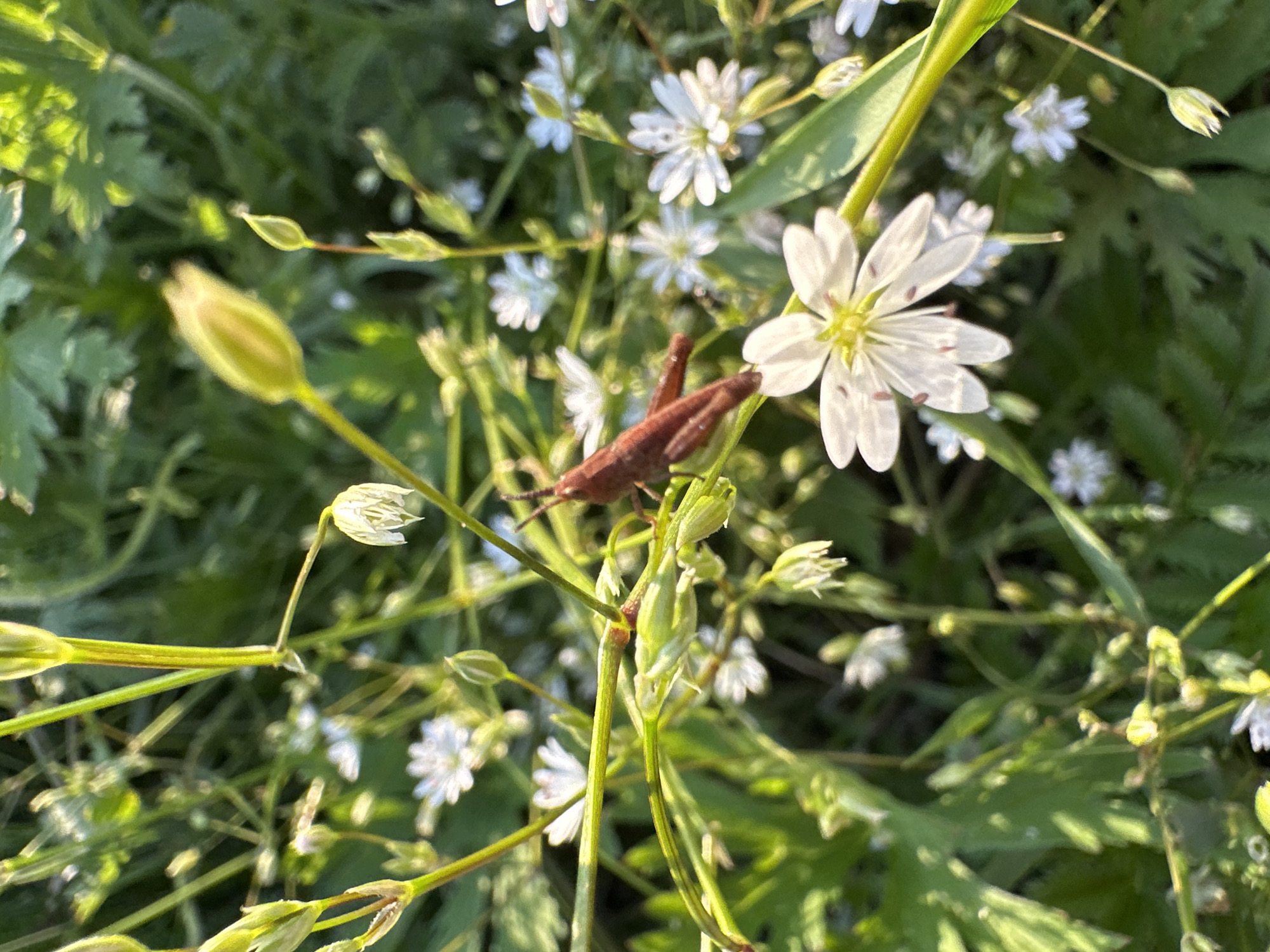 This is a close-up, high-angle shot of a brown grasshopper resting on a thin stem amongst a field of small white flowers and green foliage. The grasshopper is the main subject, positioned slightly off-center to the right, with its body curled and resting on the stem. Its legs are tucked in, and its antennae are visible.
The surrounding environment is a dense green blur of leaves and stems, with numerous small white flowers scattered throughout. Some of these flowers are in full bloom, revealing their delicate petals, while others are still in bud form. The lighting suggests it is daytime, with sunlight illuminating some of the leaves and flowers, creating highlights and shadows. The overall mood is serene and natural, capturing a moment of stillness in a garden or meadow. There are no people, visible text, or specific location cues.