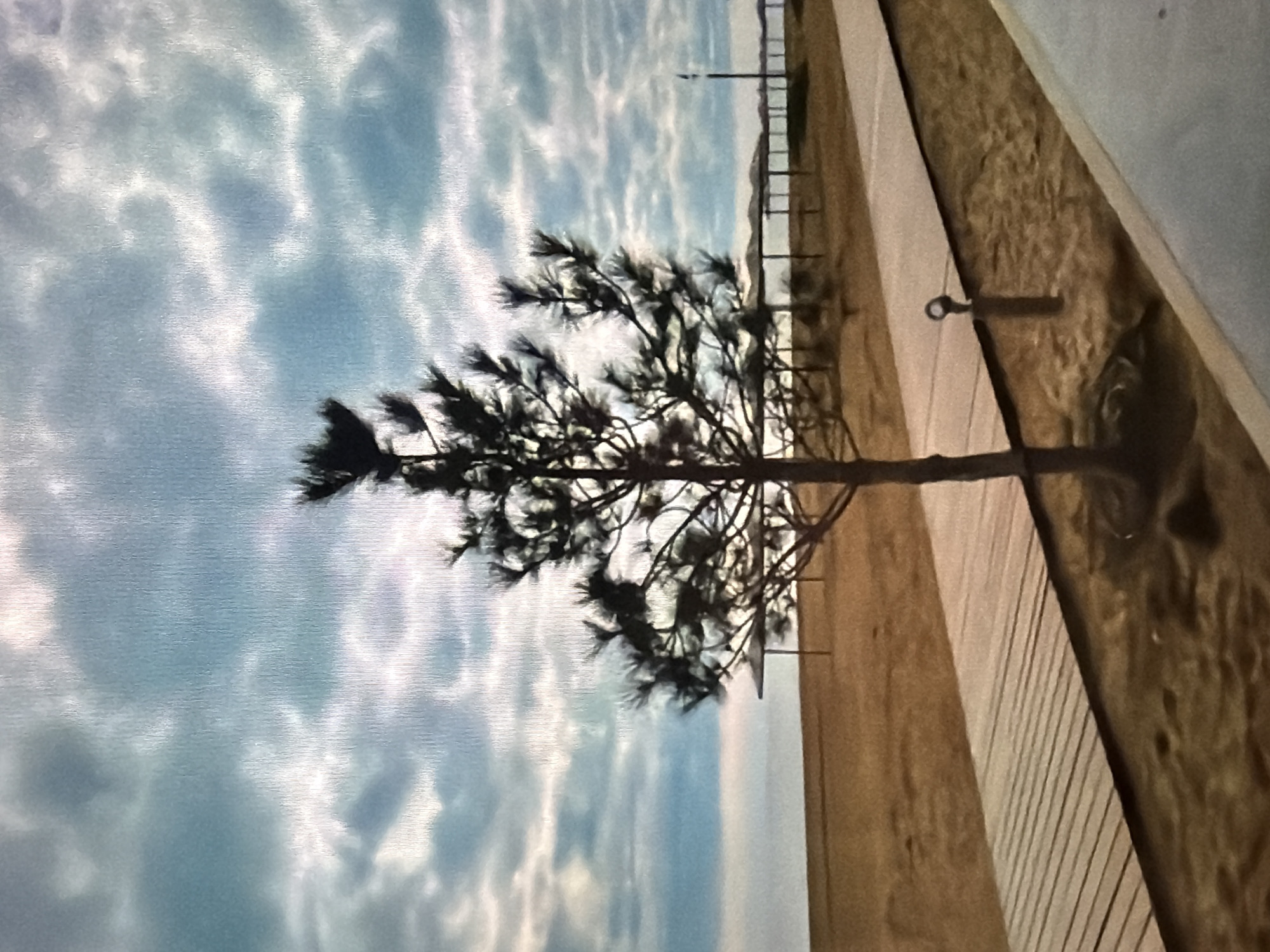This media file depicts a pine tree silhouetted against a cloudy sky, with a wooden boardwalk to the right. The scene is oriented vertically, with the tree branches extending across the frame. The sky is filled with wispy white clouds against a light blue background, suggesting a daytime scene, possibly late afternoon or early morning due to the dramatic lighting on the clouds.
The boardwalk appears to be constructed of light-colored wooden planks, laid parallel to each other. Further in the distance, there's a suggestion of a railing or fence, and possibly structures beyond, hinting at a public area like a beach or park. A small, circular metal hook is attached to the boardwalk in the mid-ground.
The pine tree is the central subject, its dark silhouette creating a stark contrast with the bright sky. The branches are intricate and sparse, allowing the sky to be visible through them. The overall mood is somewhat serene and natural, with the texture of the clouds and the wood grain adding visual interest. There is no visible text in the image. The location context provided is Lopatino, Russia.