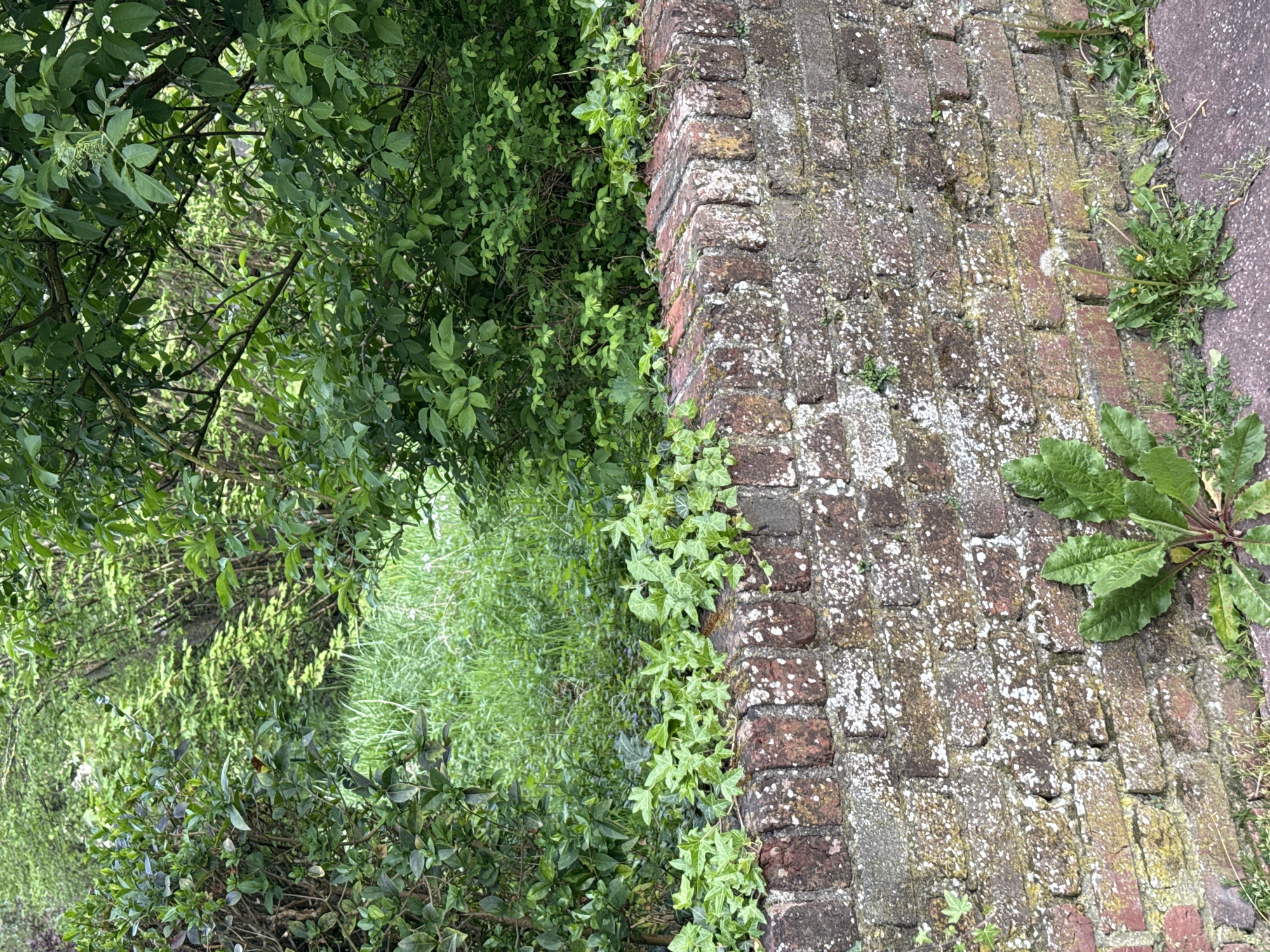 A brick wall, heavily weathered and stained with white lichen, runs vertically on the right side of the image. Green foliage, including what appears to be ivy and other plants, grows along the base and sides of the wall. To the left of the wall is a dense area of green vegetation including trees and grass. A narrow path is visible between the foliage. The image was taken in Domont, France.