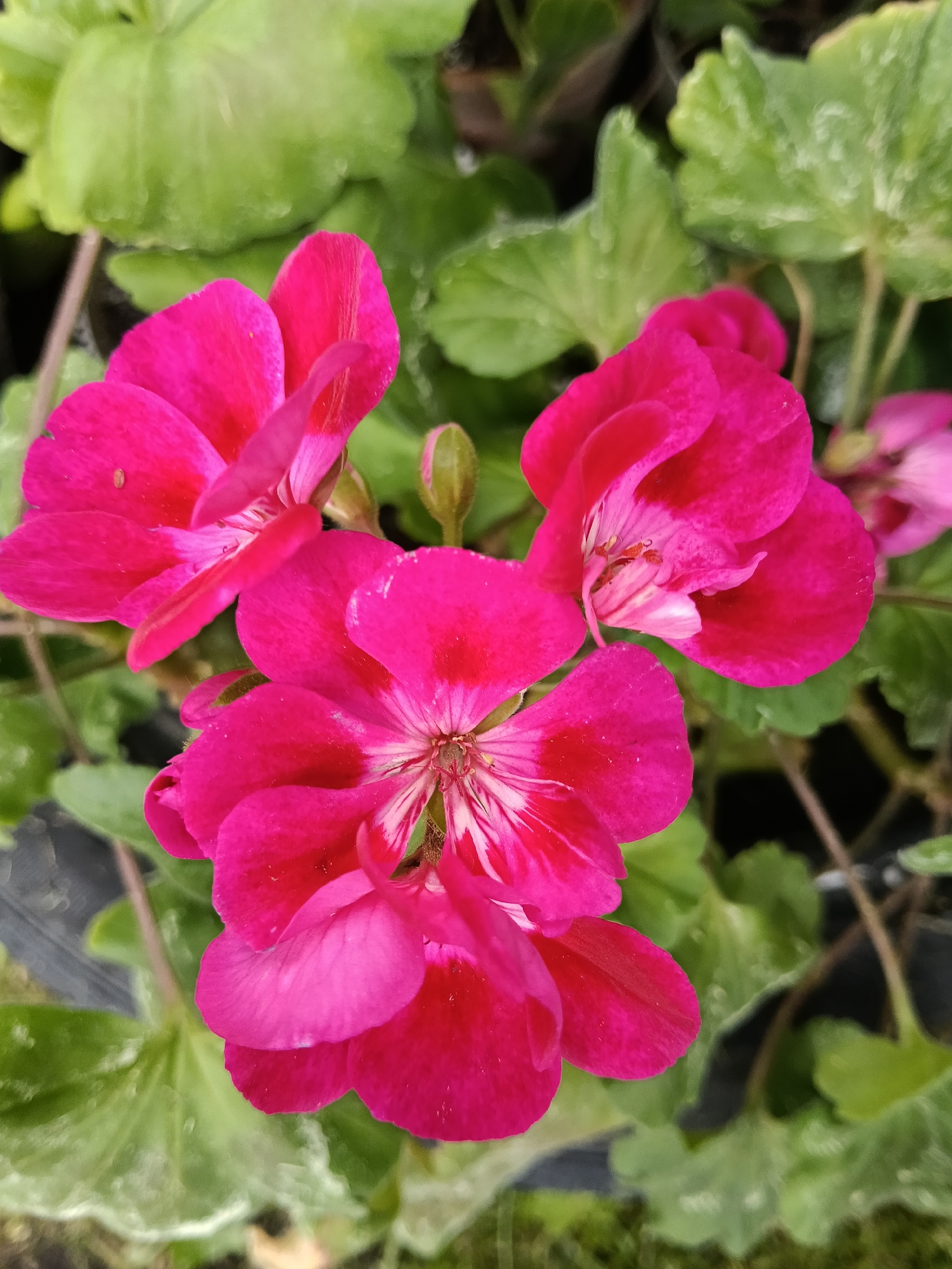 This close-up photograph captures three vibrant fuchsia-pink flowers in full bloom, likely geraniums or pelargoniums. The dominant flower in the foreground displays intricate details, with several petals exhibiting lighter pink and white striations that radiate from its center, highlighting its delicate stamens. Another equally bright flower is positioned to the upper left, while a third is slightly to the upper right, partially obscured. A small, unopened flower bud is visible near the center, hinting at continued growth.
The flowers are set against a soft, out-of-focus background of rich green leaves, which provide a lush contrast to the bright pink hues. Some leaves appear to have small water droplets, suggesting recent watering or morning dew, adding to the sense of freshness. The overall lighting is bright and natural, indicating it is daytime. The image conveys a sense of natural beauty and vitality. There is no discernible activity taking place, rather it is a serene still life. No text is visible within the image. Based on the provided context, this scene is set in Красный Маяк, Russia.