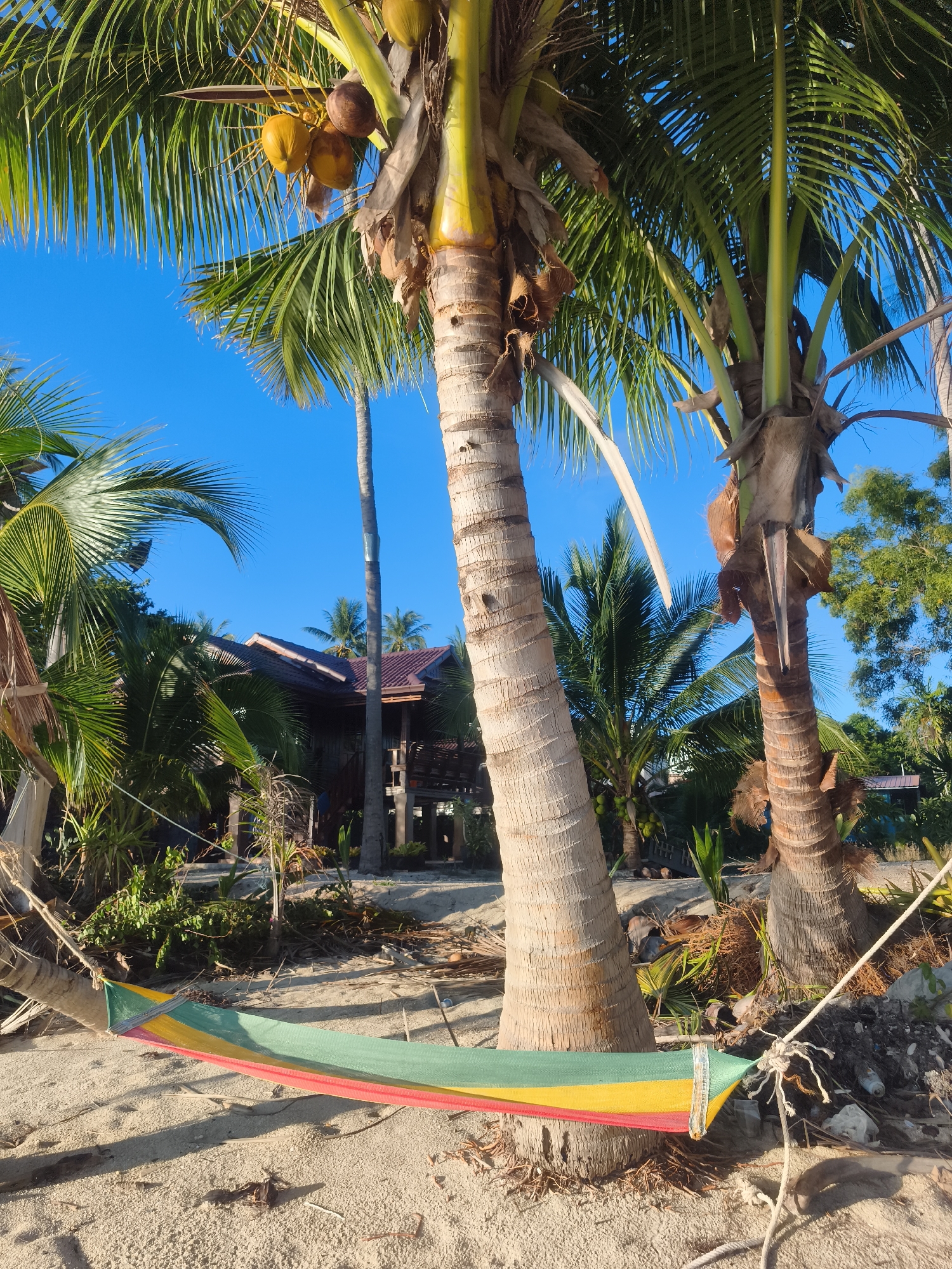 The image depicts a tranquil beach scene in Baan Lipa Noi, Thailand, under a clear blue sky. In the foreground, a colorful hammock, woven with bands of red, yellow, and green fabric, is stretched between two palm trees. The hammock rests on a sandy beach, scattered with dry palm fronds and other natural debris. Behind the hammock, the thick, textured trunks of two prominent palm trees rise towards the sky, with one bearing a cluster of coconuts. Beyond the palm trees, a rustic wooden building with a reddish-brown tiled roof is visible, nestled amongst lush green vegetation and other palm trees. The building appears to be a dwelling or a small resort, with a raised porch and wooden railings. The overall environment suggests a tropical, serene setting, characteristic of coastal Thailand.