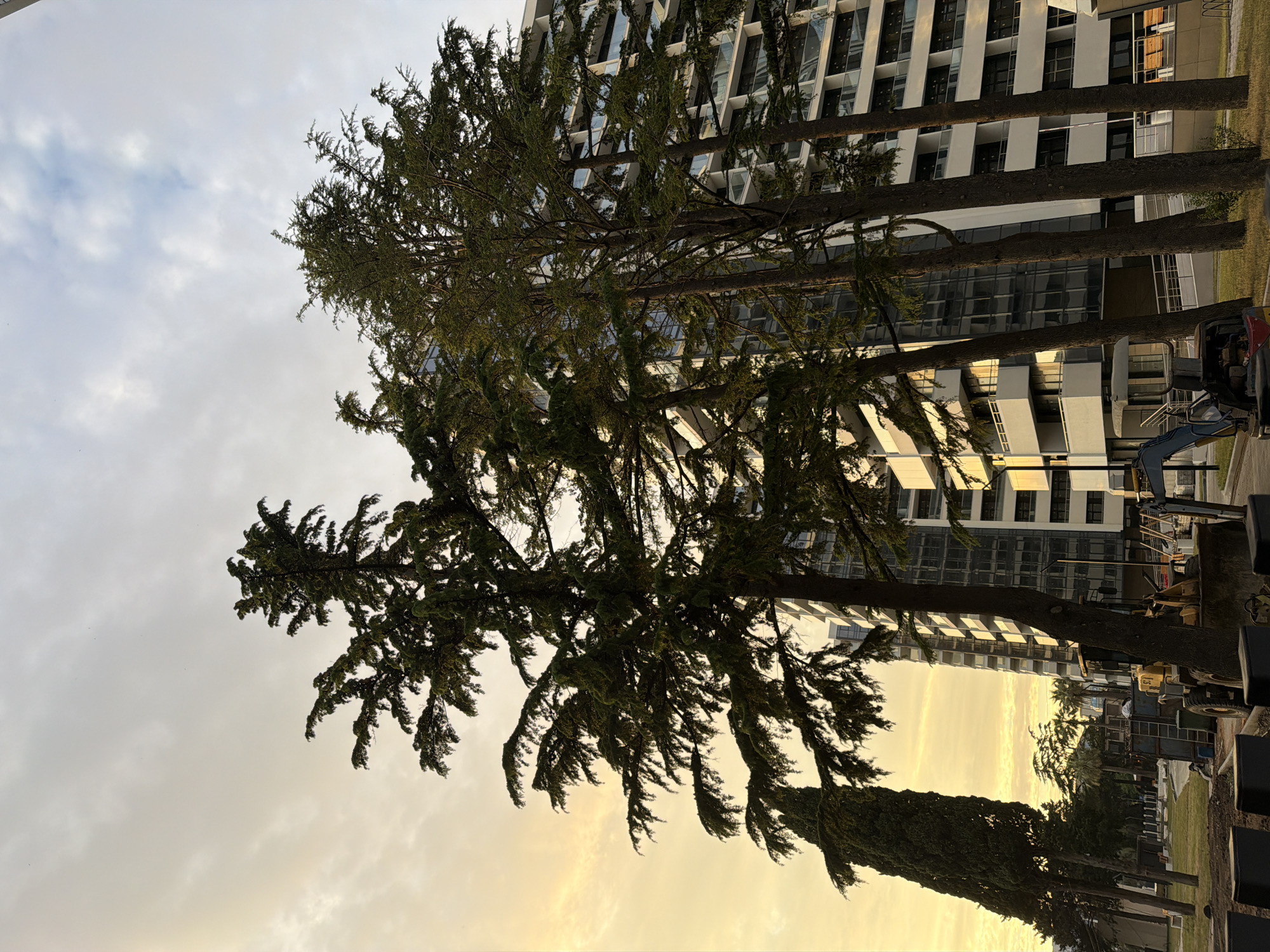 The image shows a modern, multi-story residential building with balconies, set against a sky with soft, golden-hued clouds, suggesting either sunrise or sunset. In the foreground, several tall evergreen trees are prominent, their branches casting shadows. To the left, a narrow, spire-like evergreen tree stands. The ground level of the scene features some construction equipment, including a yellow loader and a blue excavator, as well as what appears to be construction materials and fencing. The overall impression is of a developing urban or suburban area in Sochi, Russia, with new construction interacting with mature landscaping. There are no people visible in the frame.