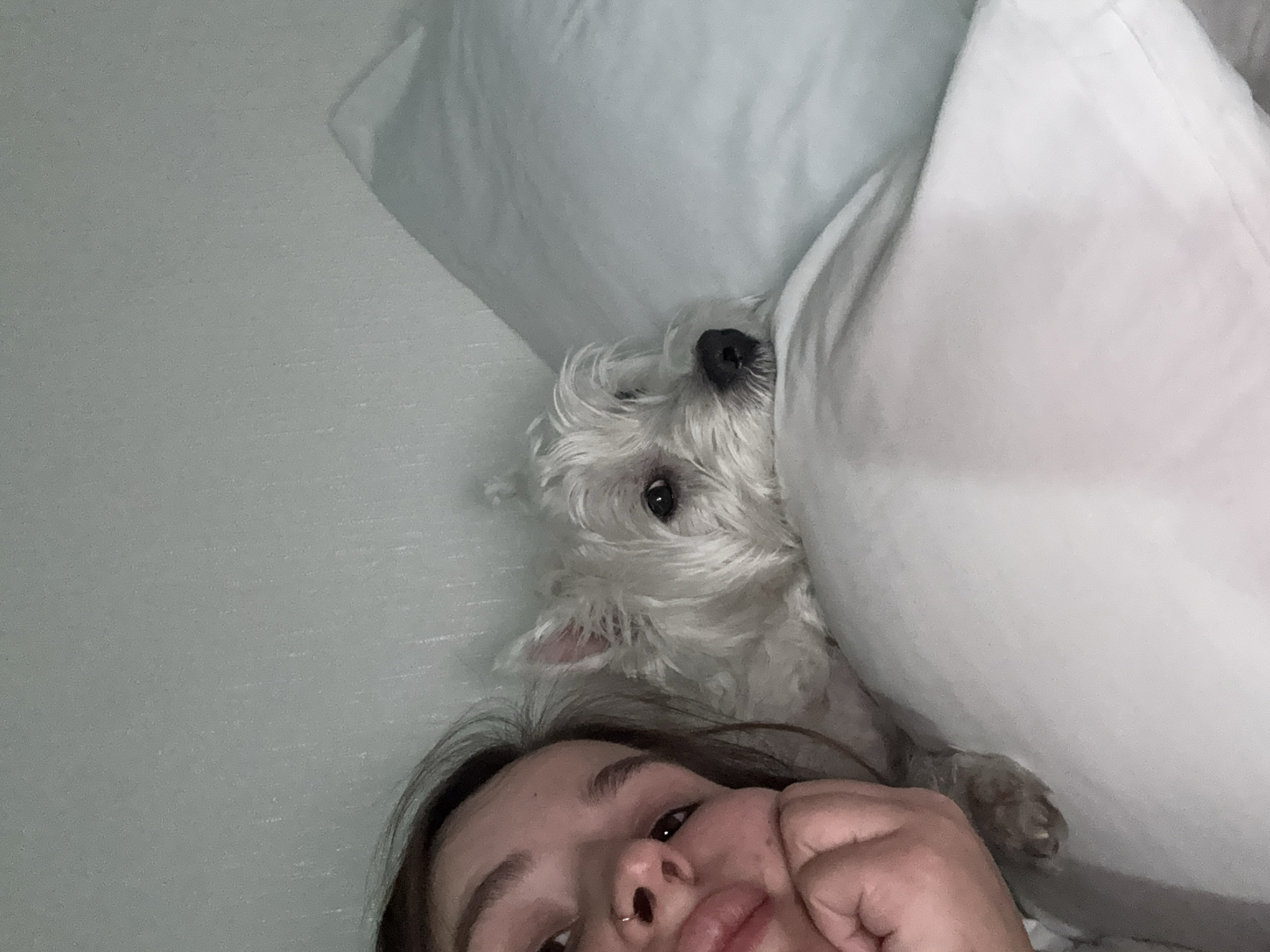A close-up image depicts a person and a dog in an indoor setting, likely a bed. The individual, positioned on the left side of the frame, is a light-skinned female with dark hair, visible from the mid-forehead down to the upper chest. She wears a small gold hoop nose ring in her right nostril. Her head is slightly tilted, and her gaze is directed upwards and to the right. Her right hand rests with fingers curled against her chin and jawline. Her lips are slightly parted.
To her right, a small, white, fluffy canine with dark eyes and a dark nose is visible, resting its head on a white pillow. The dog appears to be a West Highland White Terrier or a similar small breed. A single paw is partially visible near the woman's hand. Both subjects appear relaxed. The background consists of a plain, light grey-green wall above and to the left, and light-colored bedding, primarily white and light blue/grey pillows, filling the rest of the upper and right portions of the frame. The specific location in the city of Vniissok, Russia, or any other geographical indicator, cannot be determined from the visual information present in the image.