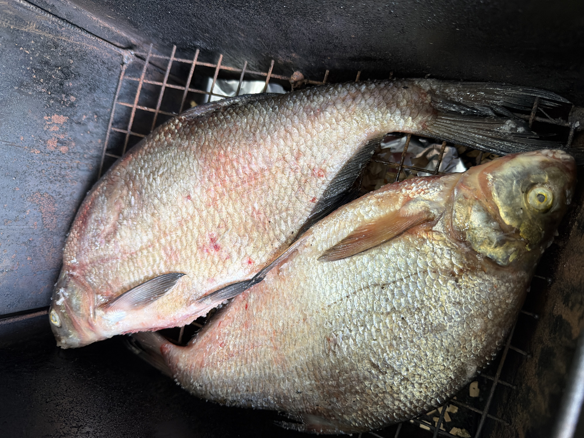 The image displays two whole, unprocessed fish, likely bream, resting on a rusty metal grate within a dark, enclosed cooking chamber. The fish appear to be raw or lightly cured, positioned for smoking or grilling. The skin of the fish on the left exhibits some reddish marks, possibly from handling or blood. The fish on the right has a distinct yellowish eye and metallic-colored scales.
The setting appears to be inside a smoker or an outdoor grill, characterized by dark, textured interior walls, possibly soot-stained metal, and a worn metal grate. Crumpled aluminum foil is visible beneath the grate, suggesting it might be used to catch drippings or for insulation. The overall scene suggests the preparation of a meal, focusing on the initial stages of cooking fish in a rustic or utilitarian manner. No individuals are visible, nor is any text. The location context of Chaikovsky, Russia, implies this could be a common method for preparing locally sourced freshwater fish. The time of day and weather conditions are not discernible from the image.