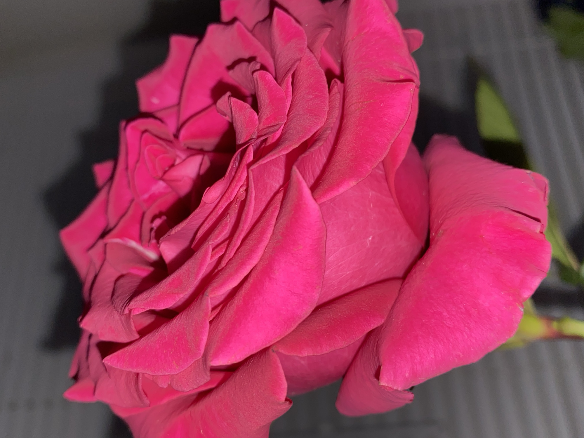 A close-up photograph depicts a vibrant pink rose in full bloom. The rose's petals are numerous and tightly clustered, creating a complex texture of folds and curves. A green stem and a few leaves are partially visible in the background. The backdrop appears to be a neutral gray surface. The location, Votkinsk, Russia, is not evident from the image itself, as there are no discernible landmarks or identifying features.
