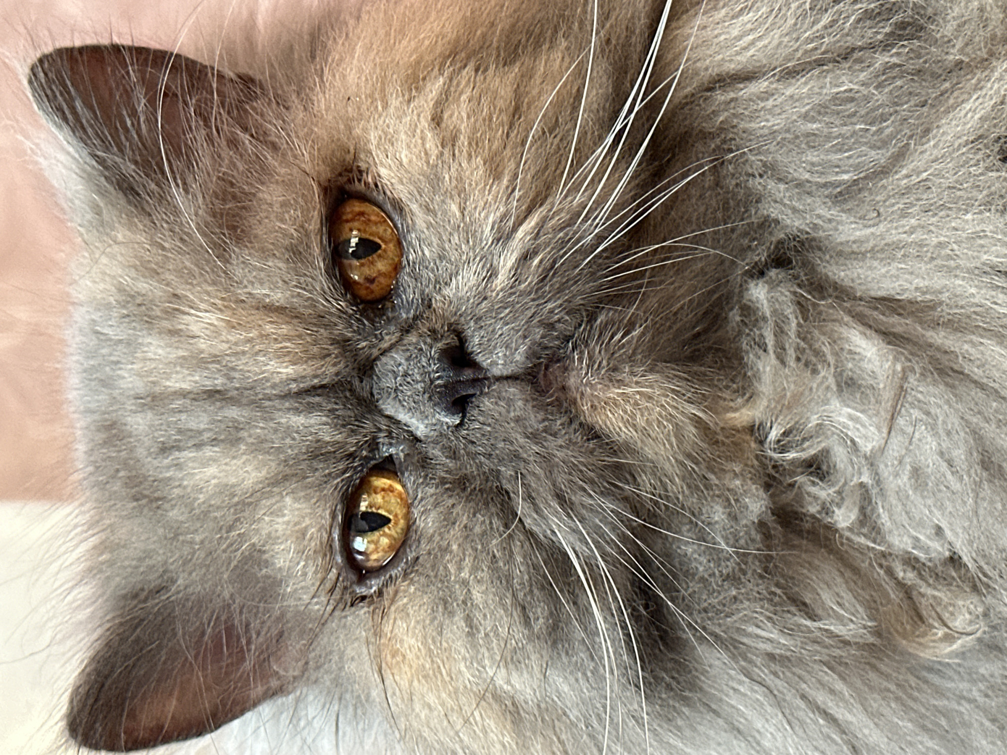This is a close-up portrait of a grey Persian cat. The cat has striking amber eyes with dark, vertical pupils. Its fur is long and fluffy, with lighter grey and brown tones. The cat's nose is dark, and its whiskers are long and white, fanning out from its muzzle. The background is softly blurred, appearing to be a pale pink or beige surface. The image does not contain any information about its location in Chaikovsky, Russia.