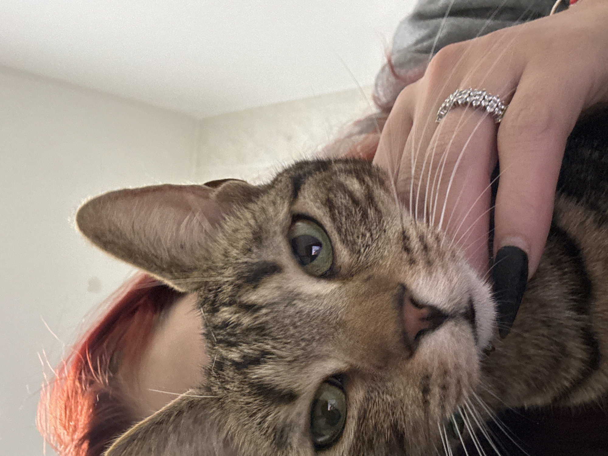 A close-up, angled shot depicts a tabby cat being held. The cat has green eyes, a pink nose, and visible whiskers. A person's hand, adorned with a diamond ring and black nails, is holding the cat's head. Red hair is partially visible behind the cat's ear. The background is a plain, light-colored wall. The photograph's location is not discernible from the image. There is no information about the city of Desborough or the United Kingdom.