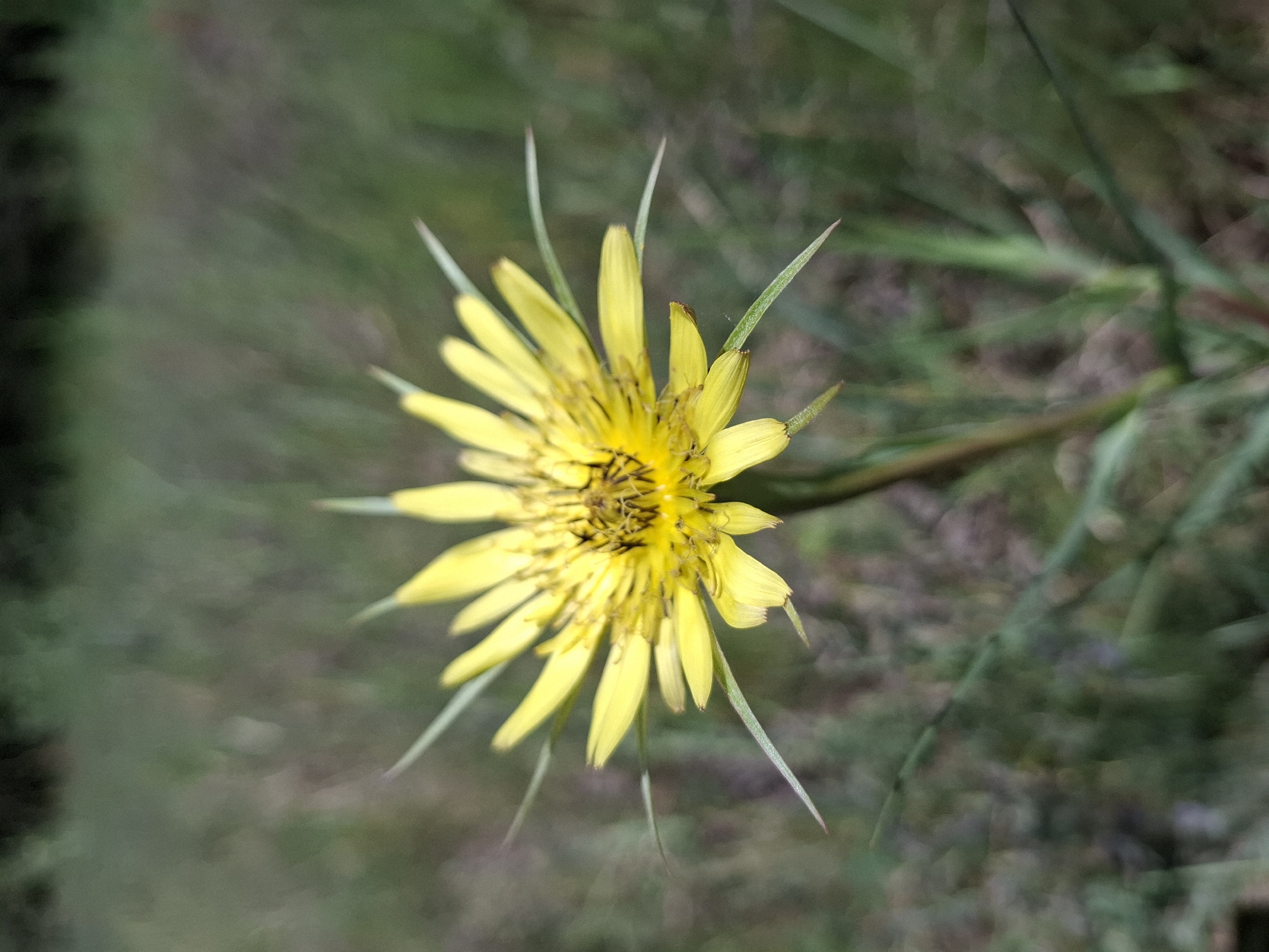 The image features a close-up of a yellow flower, possibly a type of aster or dandelion, with thin, pointed petals. The flower is in full bloom and is the central subject of the image. The background is blurred, suggesting a natural outdoor setting, likely a field or garden. There is no evidence of any location, building or humans in the area.