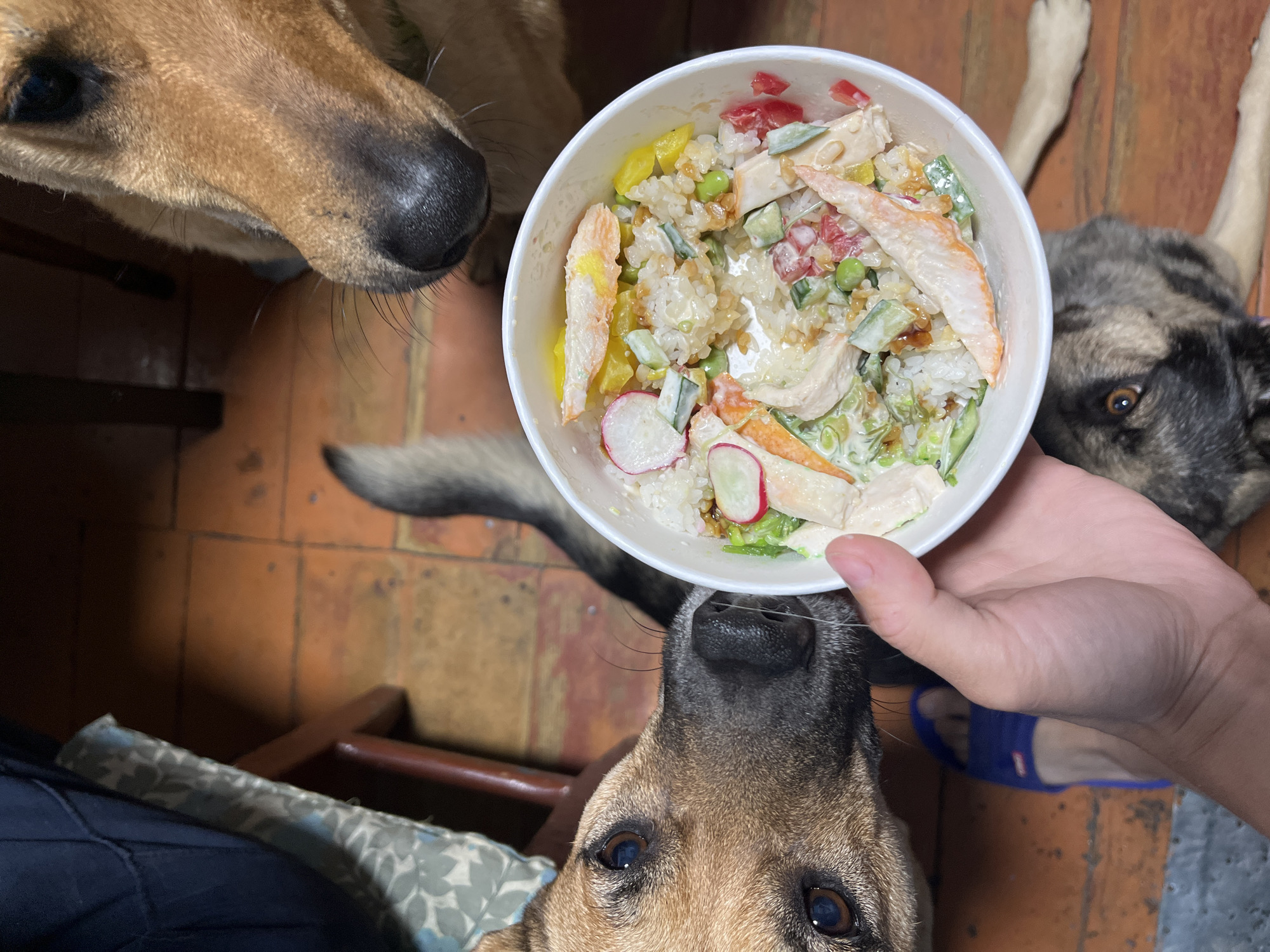 In this overhead shot, a person's hand holds a white bowl filled with a rice salad containing crab sticks, cucumber, radish, bell peppers, and peas, all mixed with a creamy dressing. Three dogs are gathered around the bowl, their faces prominently displayed. One dog, in the foreground, looks up with large, dark eyes, its nose almost touching the bowl. To the right, another dog with darker fur and pointed ears also gazes at the food. A third dog's head and snout, with golden fur, are visible in the upper left corner. The dogs appear curious and eager for a taste of the salad.
The setting appears to be indoors, with a reddish-orange tiled floor and wooden furniture visible in the background. A blue slipper is partially visible near the person's hand. The lighting suggests daytime, but there are no strong indicators of the time of day or weather conditions. The overall mood is one of playful anticipation, centered around the tempting bowl of food and the dogs' keen interest. There is no visible text in the image. The location context is Nizhny Tagil, Russia.