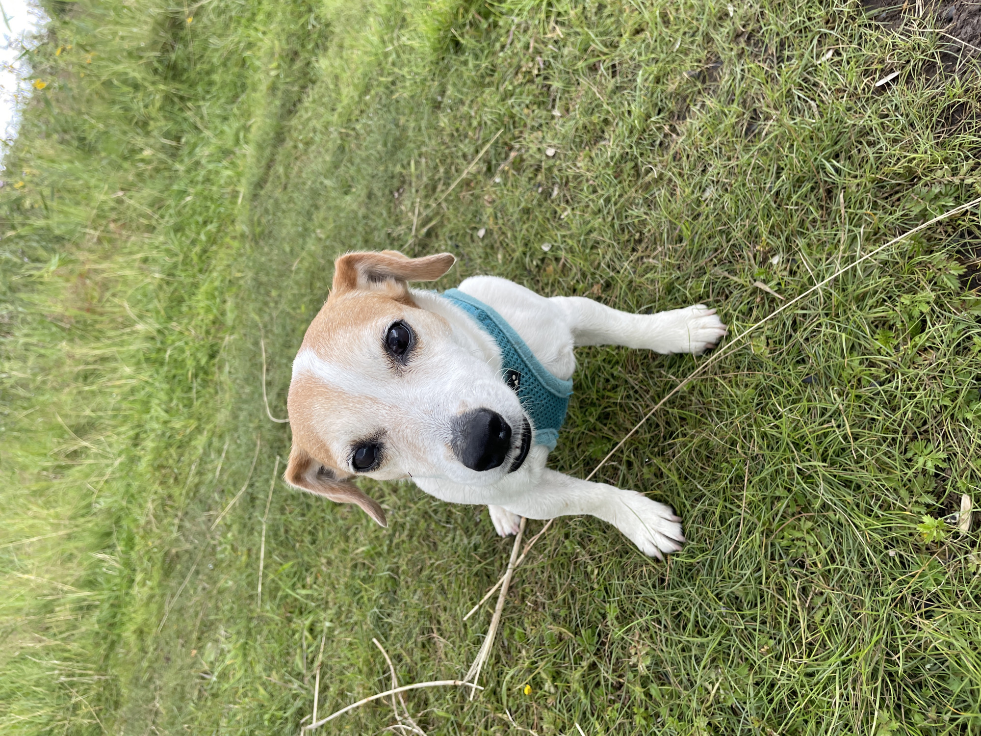 A Jack Russell Terrier dog is sitting on a grassy area. The dog is wearing a teal harness. The dog has white fur with tan markings on its head and ears. Its eyes are dark brown and its nose is black. The background consists of green grass and some dried grass stalks. The image appears to have been taken outdoors. There is no indication of the location being Severodvinsk, Russia.
