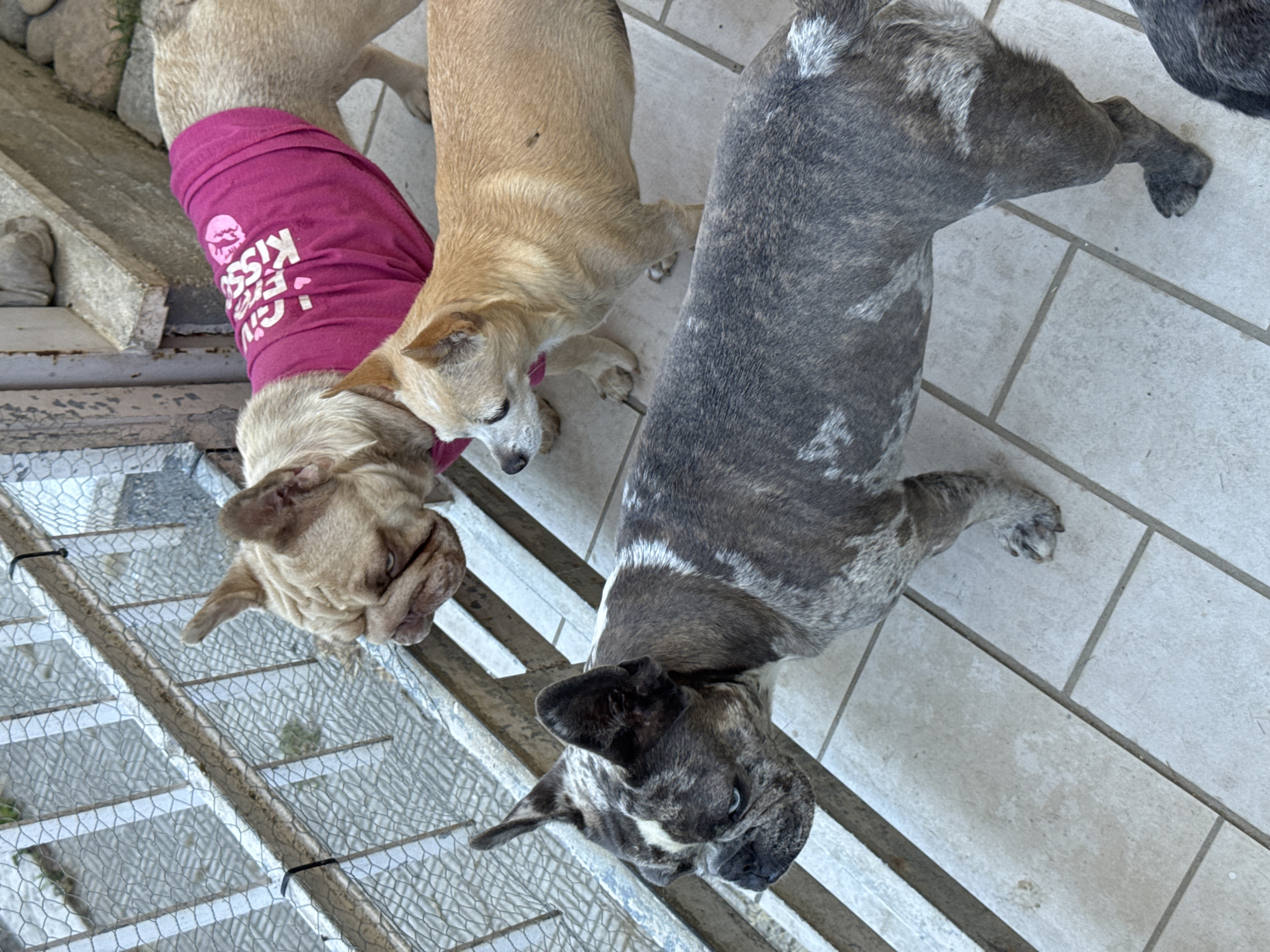The image depicts three dogs on a tiled outdoor patio. From foreground to background, the dogs are a brindle French Bulldog, a light brown Chihuahua, and a fawn French Bulldog wearing a pink t-shirt with white text. The patio is bordered by a metal fence and a concrete structure with rocks. The scene is located in San Benedetto del Tronto, Italy.