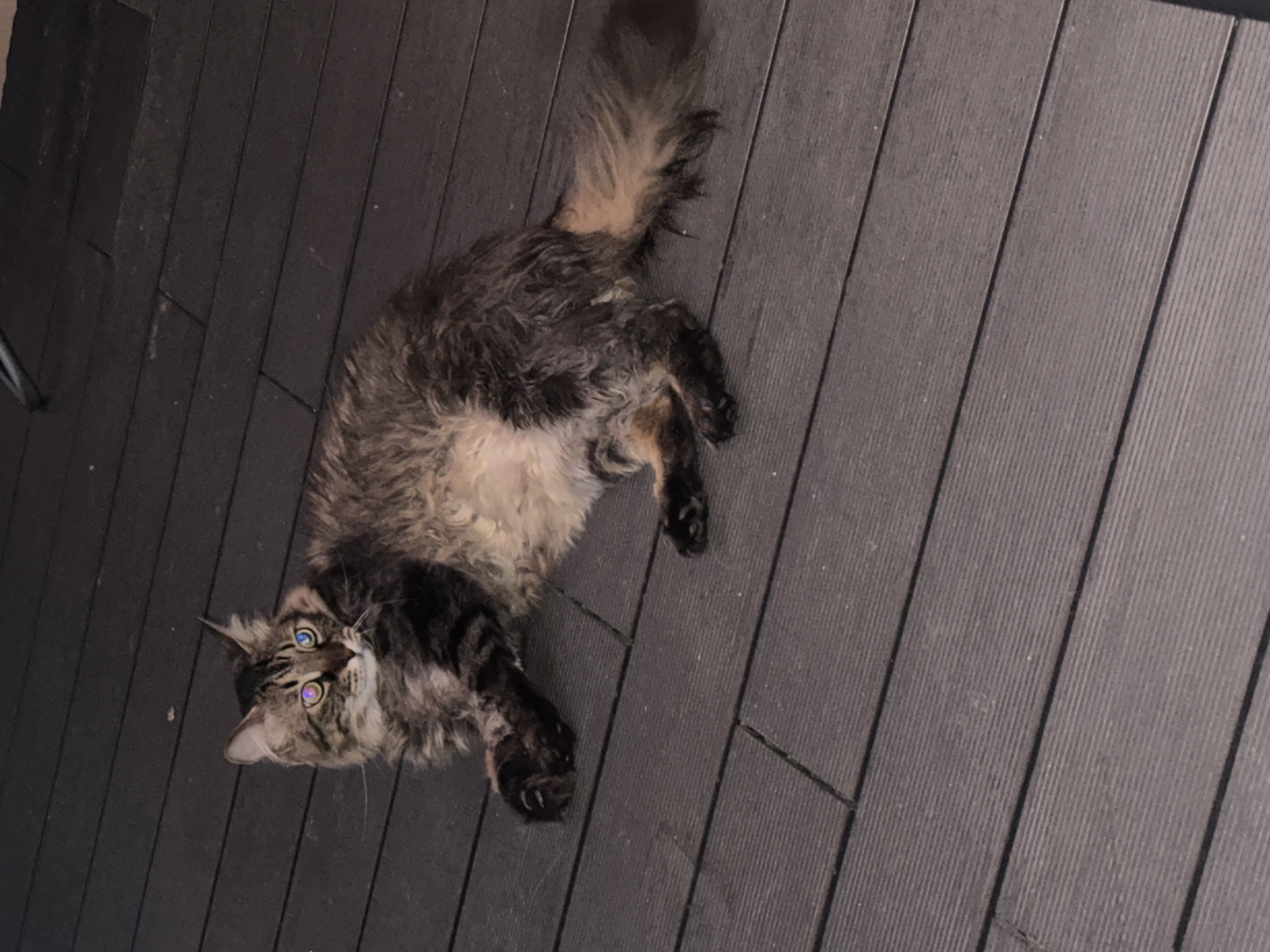 A long-haired tabby cat with brown, black, and tan fur is lying on a dark wooden deck. The cat's eyes are a striking blue with a hint of purple, reflecting light. Its front paws are extended forward, and its body is relaxed. The deck's surface is made of parallel wooden planks with visible grooves. The background is dark, suggesting it might be evening or a shaded area. The scene is devoid of any elements that would indicate a specific location in Sofia, Bulgaria, or any urban setting.