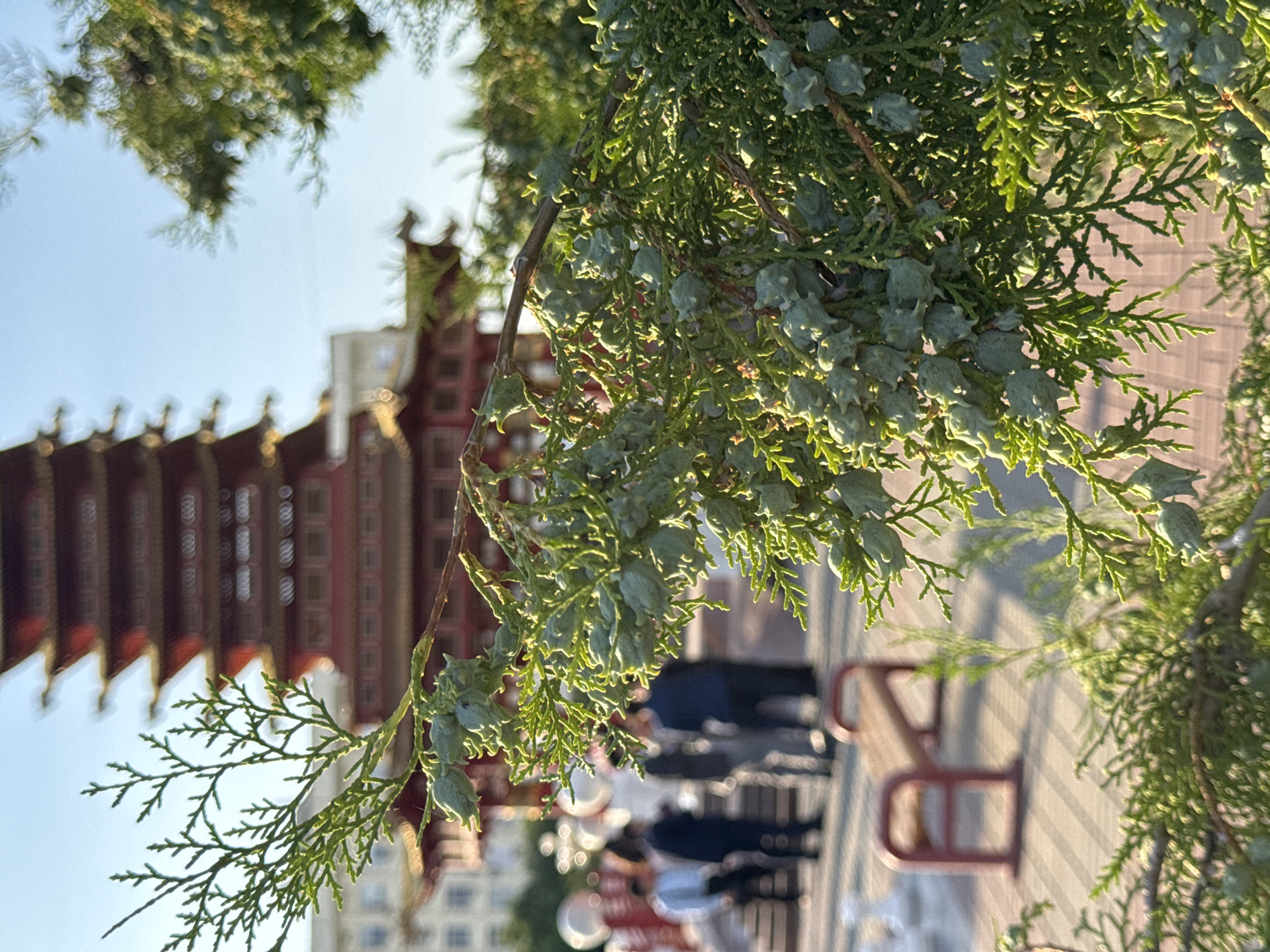 The image captures a close-up view of evergreen branches with small, light green cones, set against a backdrop that suggests an outdoor public space. In the background, a distinctive multi-tiered, pagoda-like building with red accents is visible, hinting at a cultural or religious site. The building's architecture suggests an East Asian influence.
To the left of the building, a blurred street or walkway is present with several people walking. Some individuals are wearing dark clothing, and others appear to be interacting in the distance. Red benches are strategically placed along the walkway, and the ground is paved with rectangular tiles. The overall scene suggests a serene day, possibly in the late afternoon or early morning, given the warm sunlight casting shadows and highlighting the foliage. The clear sky indicates fair weather. The location context provided is Elista, Russia, which is known for its Buddhist temples, aligning with the architectural style of the building depicted. No visible text is present in the image. The focus on the natural elements in the foreground, coupled with the prominent cultural landmark in the background, creates a sense of tranquility and exploration.