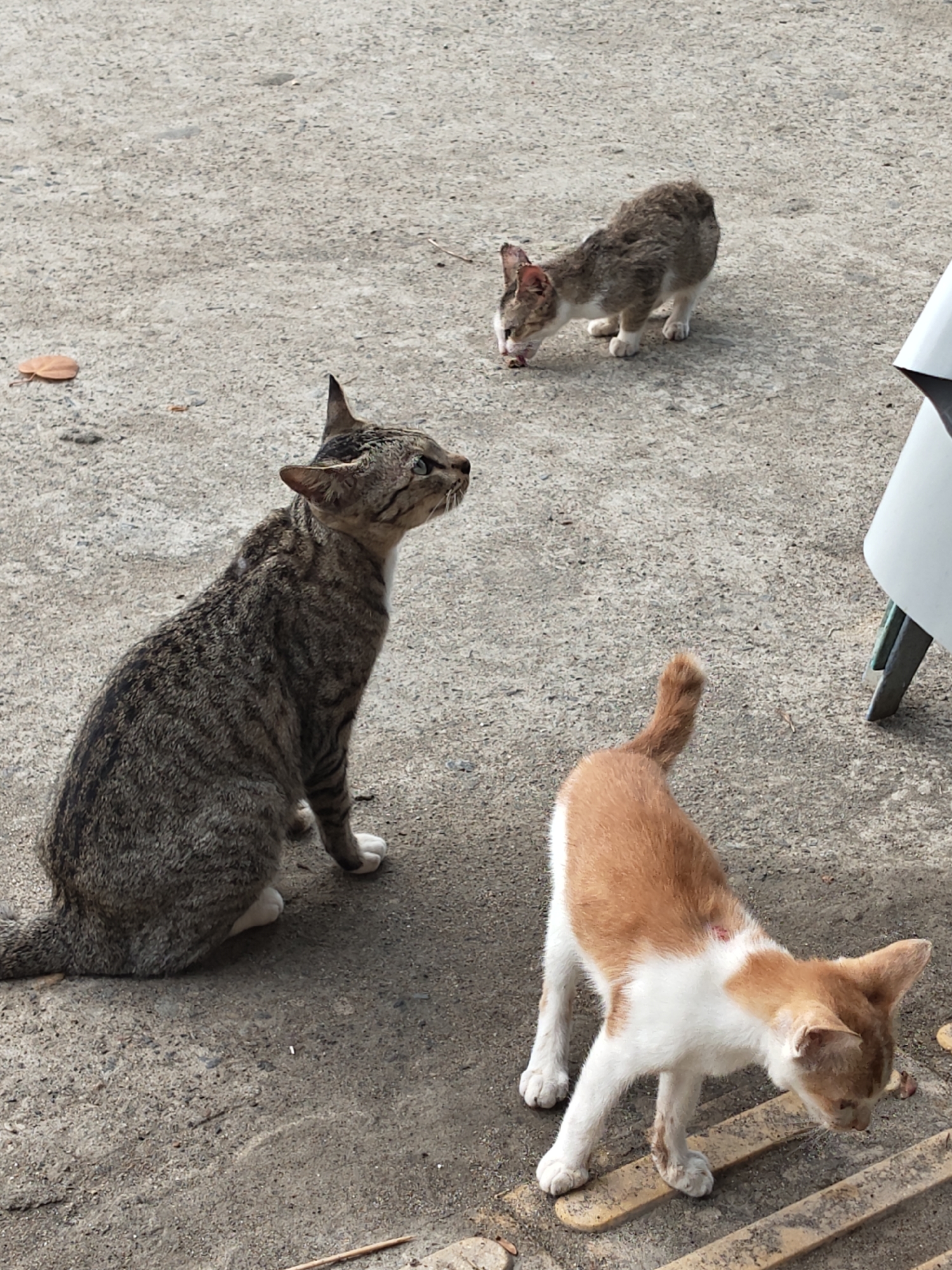 The image shows three cats on a concrete surface. In the foreground, a tabby cat is sitting and looking to its right. Beside it and slightly to the right, a ginger and white cat is standing and looking down at the ground. In the background, a small, scruffy grey and white cat is also on the ground, appearing to eat something. The environment is an outdoor urban setting with a rough concrete ground. A portion of a white object, possibly a piece of furniture or equipment, is visible on the far right edge of the frame. The image was taken in Lhokseumawe, Indonesia.