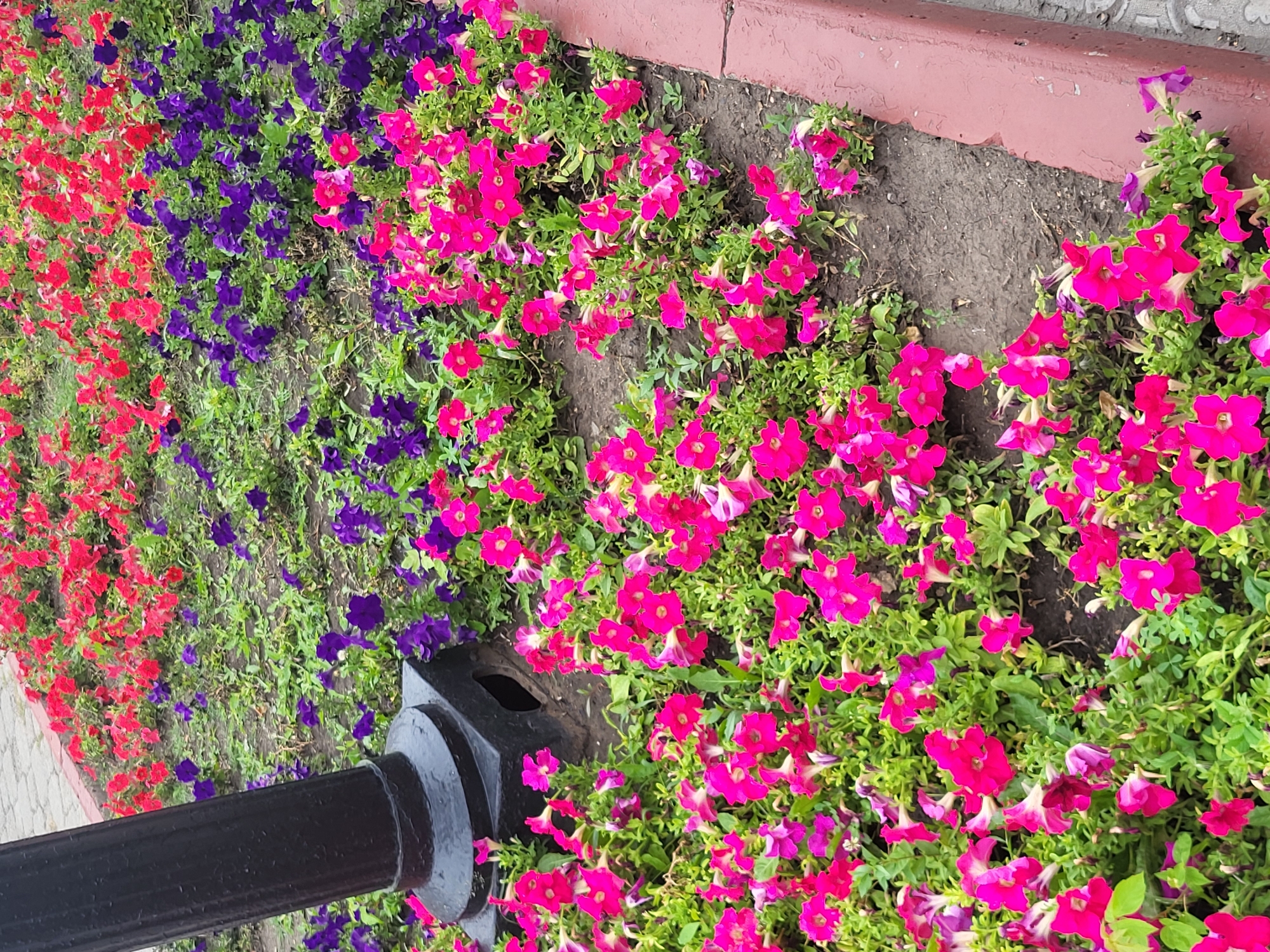 The image shows a flowerbed planted with three colors of petunias: bright pink, purple, and red. The flowerbed is bordered by a reddish-brown concrete curb and a grey paved walkway. In the foreground and left side, a black metal lamppost stands partially in the frame. The flowers are densely planted and appear to be in full bloom, creating a vibrant display of color. The ground around the flowers is dark soil. The scene is an outdoor urban environment, likely a park or public garden.