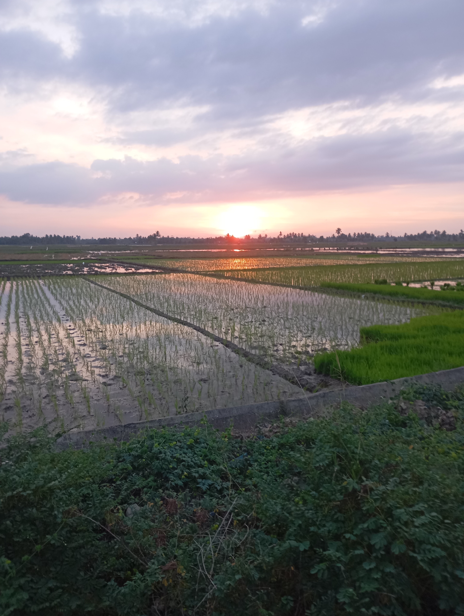 A sunset over flooded rice fields in Jeumpabeureghang, Indonesia. The sky is a blend of orange, pink, and gray clouds, with the sun setting on the horizon, casting a golden reflection on the water. The rice paddies are neatly arranged in rows, with some areas showing young green rice shoots and others still submerged in water. In the foreground, lush green vegetation lines a low concrete barrier. The scene is tranquil, depicting a rural agricultural landscape during twilight.