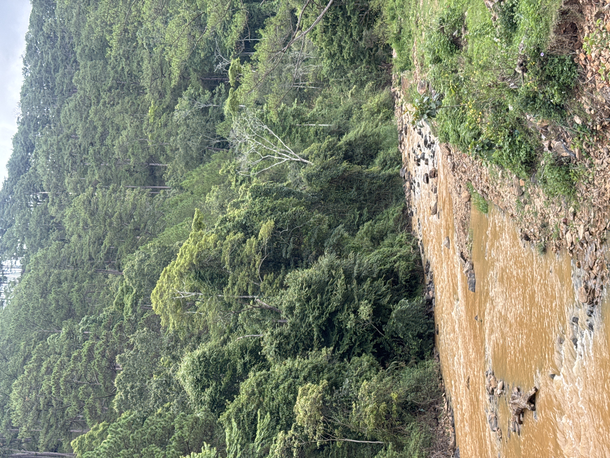 The image depicts a muddy river flowing through a dense, green forest in Păng Tiêng 1, Vietnam. The water is brown, indicating high sediment content. The river banks are rocky and covered in vegetation. The forest is lush with trees of varying heights and shades of green. The sky is overcast.