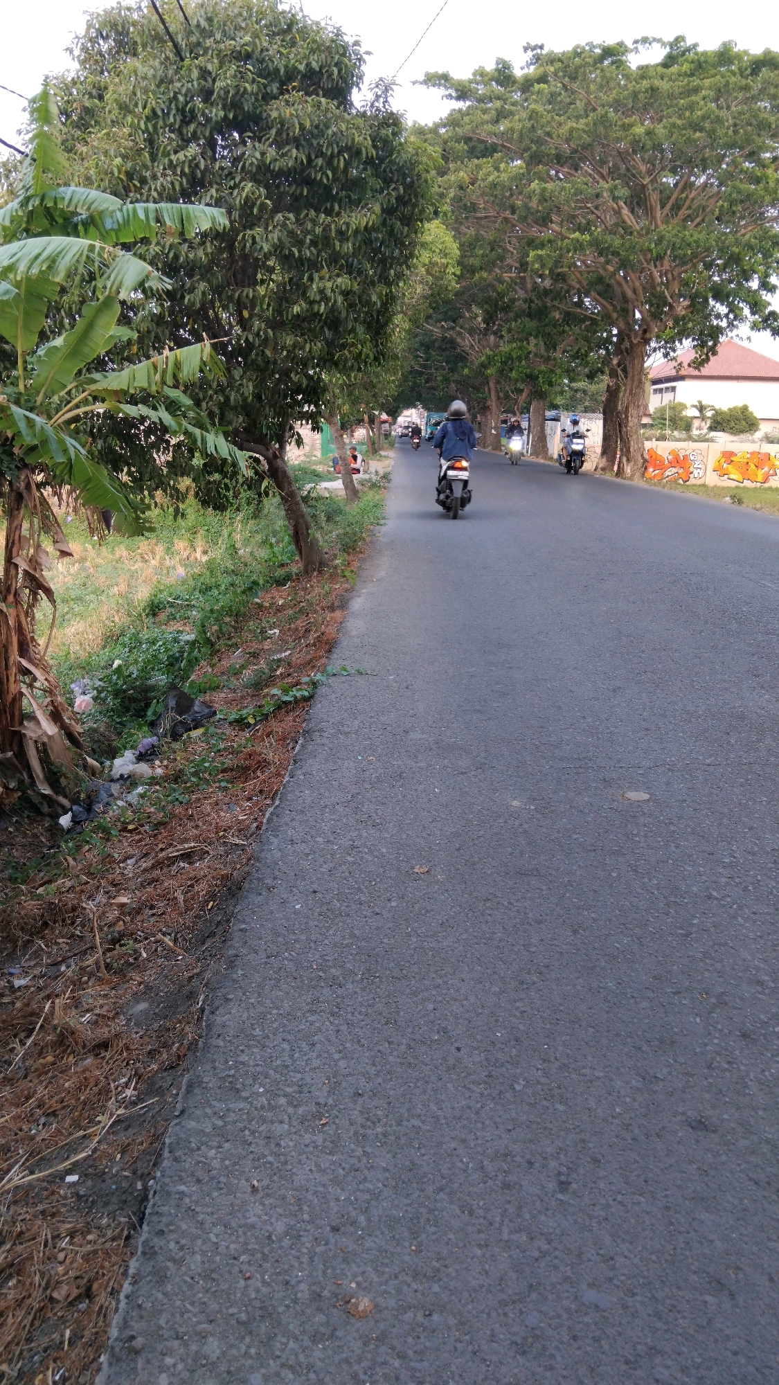 This is a photograph taken from a low angle, looking down a paved road lined with trees on both sides. In the foreground, to the left, is a ditch filled with dry leaves, grass, and scattered plastic waste. A banana tree with large leaves is visible on the far left. The road itself is asphalt and appears to be a two-lane street.
Several people on motorcycles are traveling down the road. One person in the mid-ground is wearing a blue jacket and a helmet, riding a white motorcycle. Further down the road, two more motorcycles are visible, also with riders. On the right side of the road, there is a low wall with graffiti featuring orange and white designs. Behind the wall, a building with a red roof is partially visible.
The scene suggests a typical street in a moderately populated area, possibly a suburban or semi-urban setting within the city of Tegal, Indonesia. The presence of trash in the ditch indicates potential environmental concerns in the area. The lighting suggests it is either early morning or late afternoon, with soft light filtering through the trees. The overall impression is that of a quiet, everyday scene on a road in Tegal.