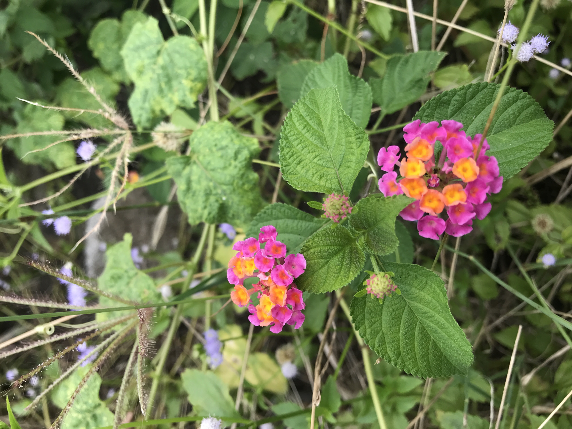 The image shows a cluster of pink and orange Lantana flowers in a natural setting, with green leaves surrounding the blooms. Other greenery, including grasses and textured leaves, is visible in the background. Small lavender flowers are scattered throughout the scene. The location is likely in the Lhokseumawe, Indonesia area, suggested by the regional flora. There are no people visible in the image.
