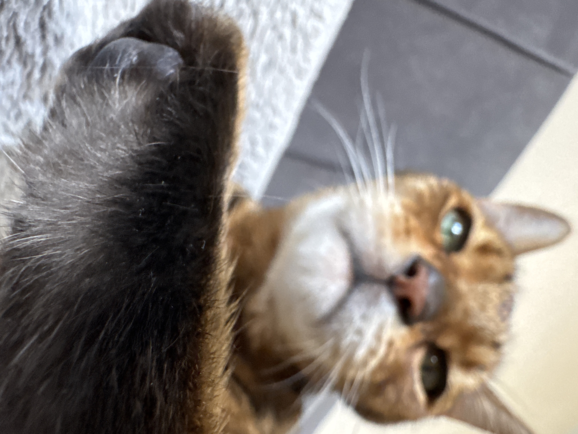 The image shows a close-up, low-angle view of a brown tabby cat with green eyes. The cat's left paw is prominently displayed in the foreground, with visible claws. The cat's face, including its nose and whiskers, is slightly out of focus. The background appears to be a neutral gray and white, possibly a cat tree or wall. The location is unknown.