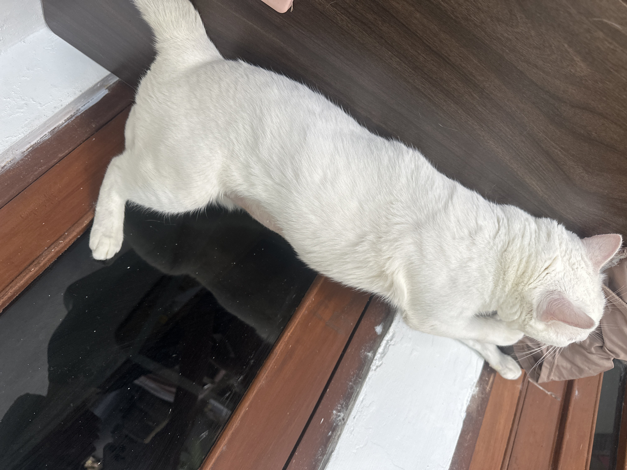 A white cat is resting on a dark wooden surface. The cat is lying down, with its body stretched out and its head resting on a tan fabric object. The cat's fur appears soft and fluffy. In the background, there is a window with a wooden frame, and the glass of the window reflects the surroundings. A white wall is visible to the left of the wooden surface. The scene appears to be indoors. The location is Sukawati, Indonesia.