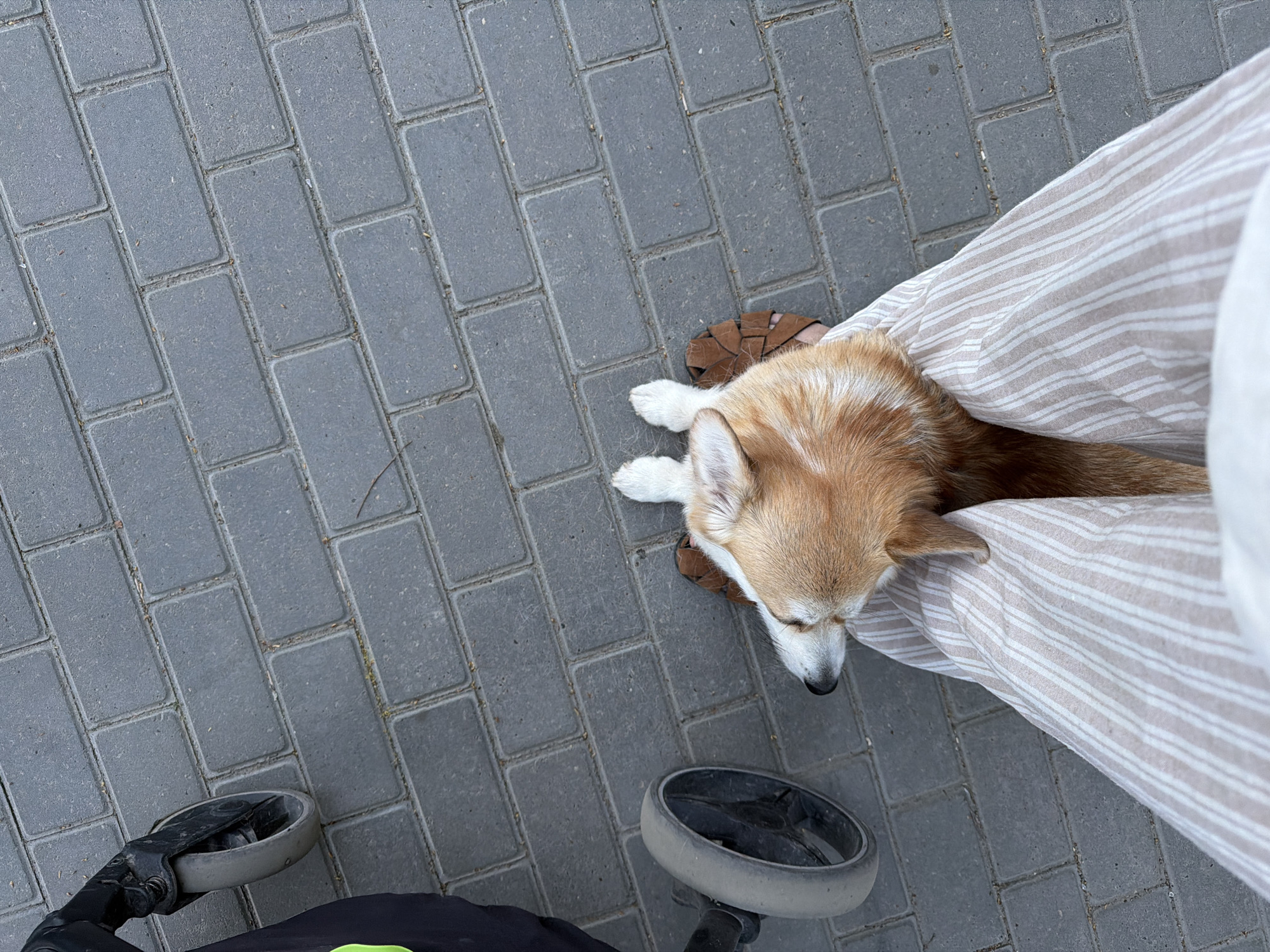 A high-angle shot shows a tan and white Pembroke Welsh Corgi dog nestled against a person's leg, which is covered in light-colored striped pants. The person is wearing brown sandals. Part of a black baby stroller is visible in the lower-left corner. The setting appears to be outdoors, on a paved surface made of rectangular gray bricks. The location is in the city of Chaikovsky, Russia.