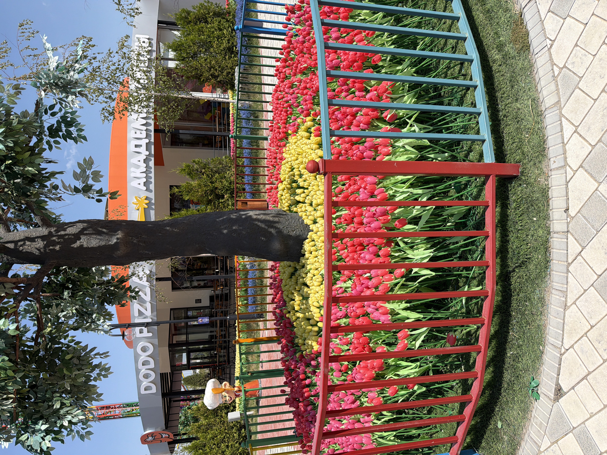 In an outdoor setting, a large artificial tree with green leaves stands prominently in the foreground, its dark brown trunk partially obscuring a vibrant circular flower bed. The flower bed is densely planted with numerous red and yellow tulips, creating distinct color zones. This floral display is enclosed by a low, multi-colored fence with vertical bars in red, blue, and green. Beyond the fence, the facade of a modern building is visible, featuring large windows and signage. One sign reads "DODO PIZZA" in white, stylized letters. Another sign, partially obscured, appears to say "АКДЕМ" with a yellow star graphic. The building has an orange band running along its upper section. In front of the building, there are trees and other landscaping elements. To the left of the frame, a tall amusement park ride with a red and green structure is visible in the distance. The ground in the immediate foreground is paved with light-colored rectangular and square tiles arranged in a patterned walkway. The overall scene suggests a lively, possibly recreational area under a clear blue sky.