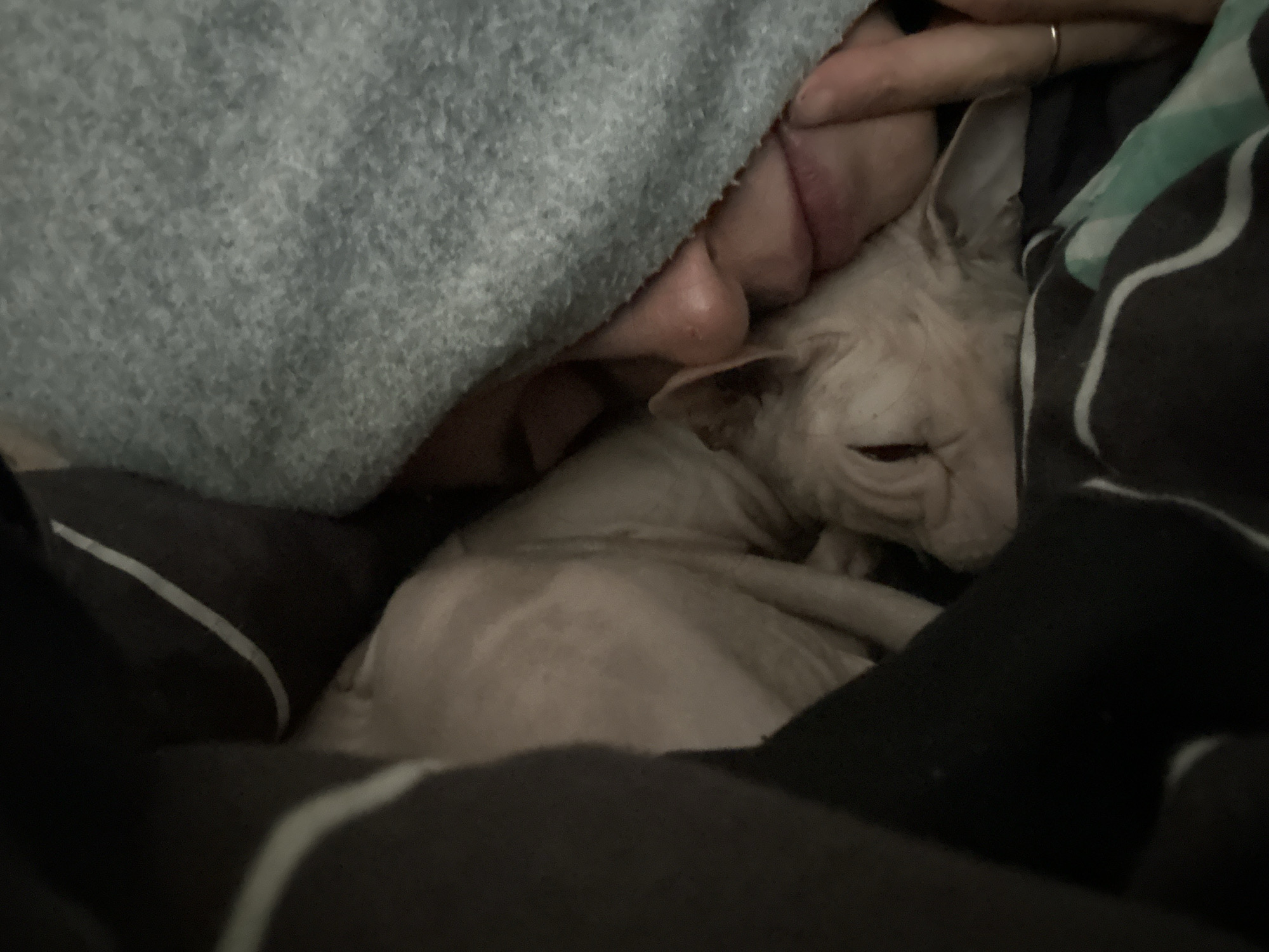 The image depicts a close-up, low-angle shot of a person and a Sphynx cat nestled together under blankets. The cat, with its pale, wrinkled skin and visible ears, is positioned with its head resting against the person's face. The person's nose and mouth are visible, peeking out from under a grey blanket. The person's hand, adorned with a thin ring on one finger, is resting near the cat's head. The background consists of dark-colored blankets with white and light green stripes. The scene appears to be indoors, in a domestic setting, likely a bedroom, given the presence of blankets and the intimate nature of the pose. There is no discernible indication of the image being located in Togliatti, Russia.