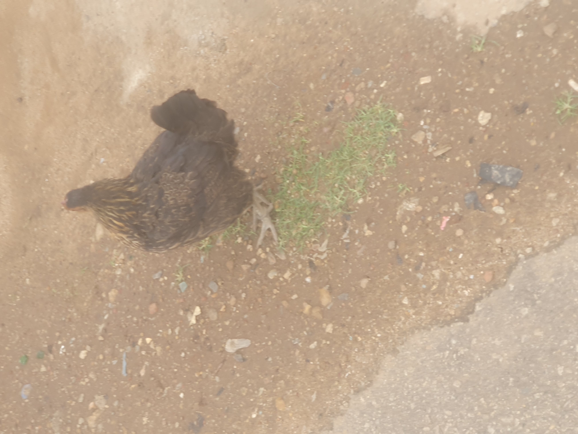 The media file depicts a brown and black chicken in a dry, dusty environment. The chicken is positioned on the left side of the frame, facing towards the left and slightly downwards. Its feathers appear ruffled, and it seems to be either resting or foraging.
The ground is composed of dirt, small pebbles, and some scattered rocks, with a patch of sparse green grass growing in the mid-right section of the image. There are also some small, colorful pieces of debris, possibly litter, scattered on the ground. A light-colored, somewhat wet area occupies the bottom right corner, suggesting a damp patch or shallow puddle. The lighting appears to be natural daylight, casting soft shadows, indicating it's likely daytime.
There are no people or specific objects like buildings or vehicles visible that would provide further context about the immediate surroundings, other than the natural elements and debris. The overall scene is simple and appears to be an outdoor, natural setting, possibly in a rural or undeveloped area. The image does not contain any visible text.