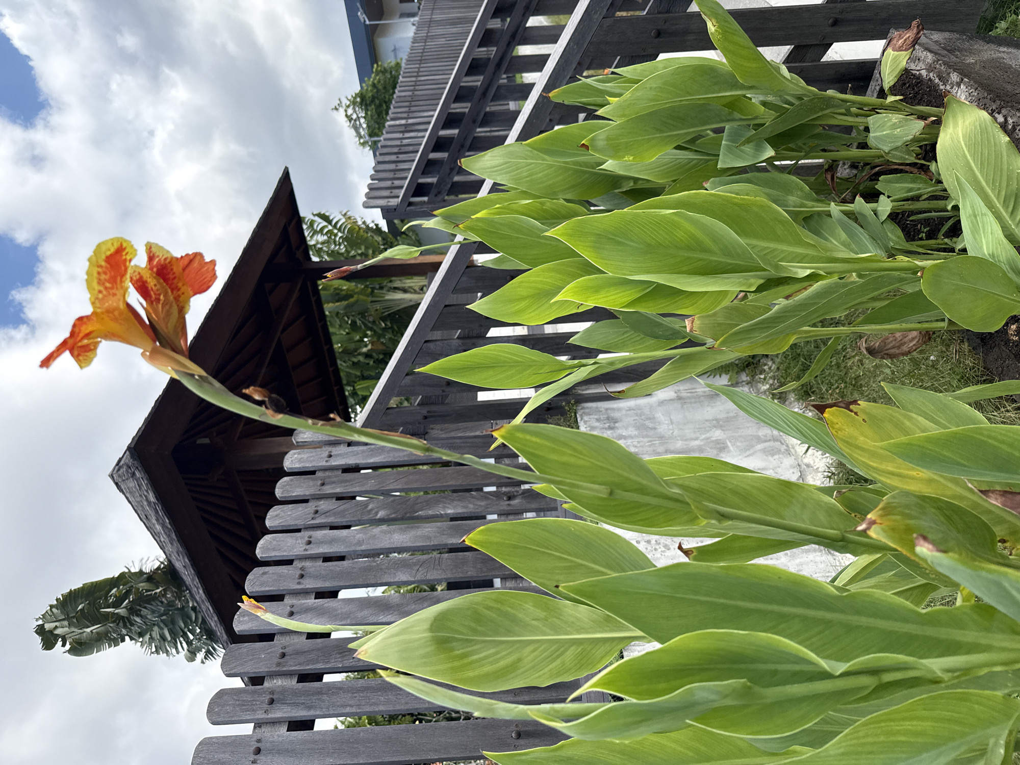 The image, set in Kuta Selatan, Indonesia, depicts a vibrant outdoor tropical scene under a bright, cloudy daytime sky. In the foreground on the left, a striking Canna lily flower, with petals mottled in vivid orange and yellow, stands tall on a green stem, its colors contrasting against the light blue and white sky. Lush, broad green leaves, likely from the same Canna plant, densely fill the lower and right portions of the frame; some exhibit natural variegation, and a few show hints of browning at their bases.
A dark, rustic wooden slatted fence or railing extends horizontally across the midground, acting as a partition between the foreground foliage and the background elements. Behind the prominent flower on the left, the intricate dark wooden roof of a traditional-style structure, possibly a gazebo or part of a building, is visible, showcasing detailed beam work underneath. Further in the background, a large tropical plant with fan-like fronds, potentially a Traveler's Palm, can be seen, partially obscured by the wooden structure. A glimpse of another building or structure is present to the far right.
The overall setting suggests a well-maintained garden or resort area, conveying a sense of natural beauty and tranquility. No people or visible text are present, and the scene is captured under clear, bright daylight conditions with scattered white clouds.