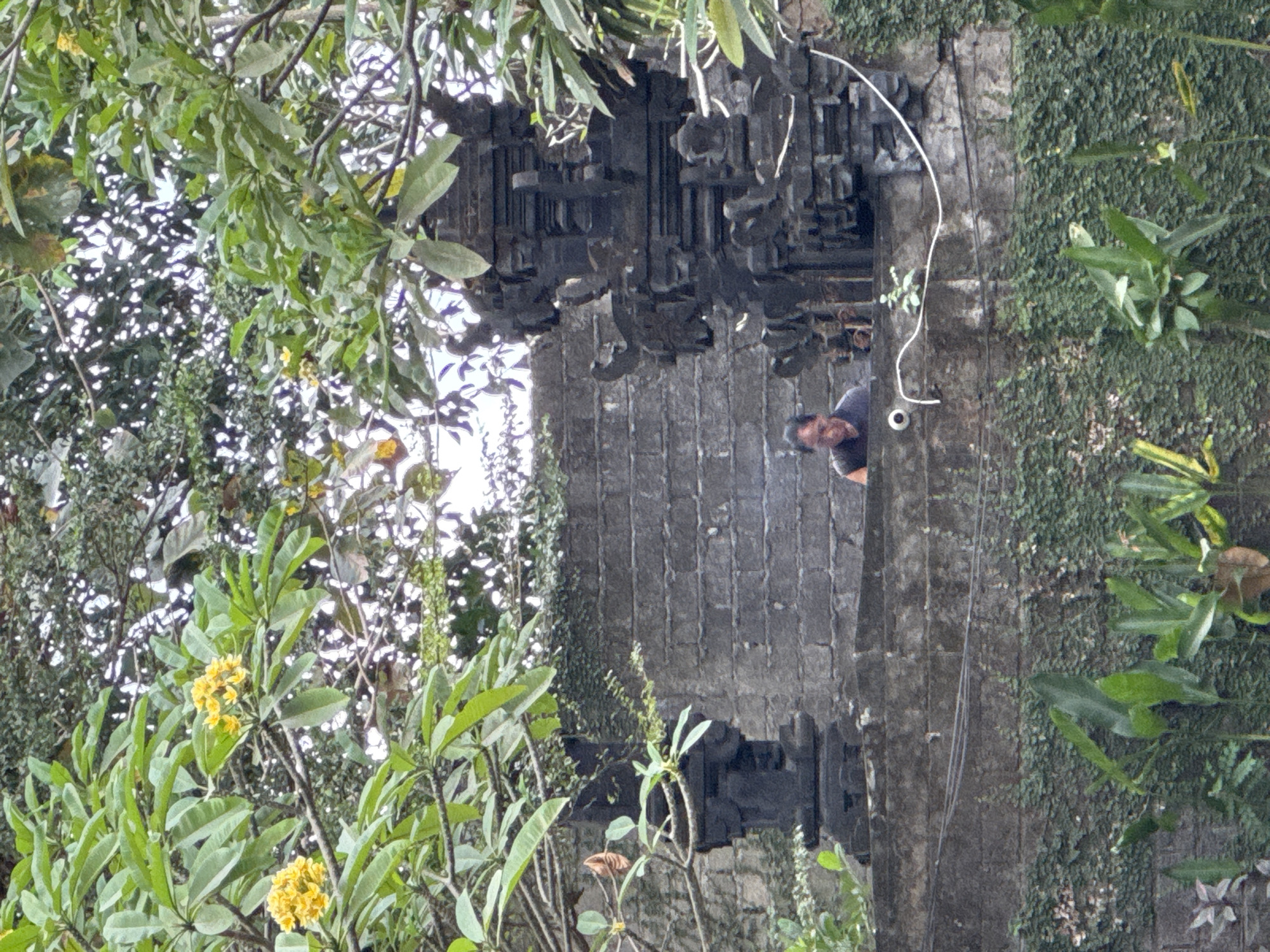 In Kuta Selatan, Indonesia, a person is visible amidst overgrown greenery and intricate stone architecture. The scene appears to be an outdoor area, possibly a temple complex or garden, with weathered stone walls and decorative stone structures. Lush green foliage, including leafy branches with yellow flowers, hangs over the scene, partially obscuring a person leaning forward and looking down. The person is wearing a dark shirt and has short dark hair. A white wire runs across the stone wall in front of the person, near what appears to be a small, round object attached to the wall. The background consists of more stone work and dense vegetation, suggesting a humid, tropical environment.